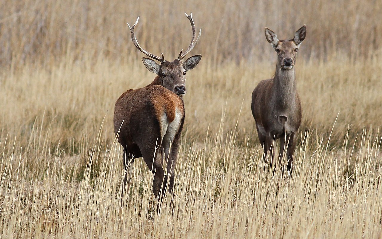 Deer on the ground of Spain 5