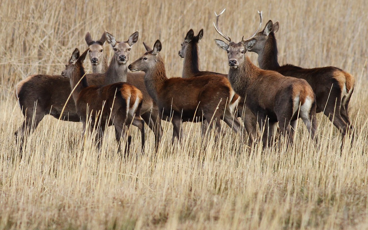 Deer on the ground of Spain 7