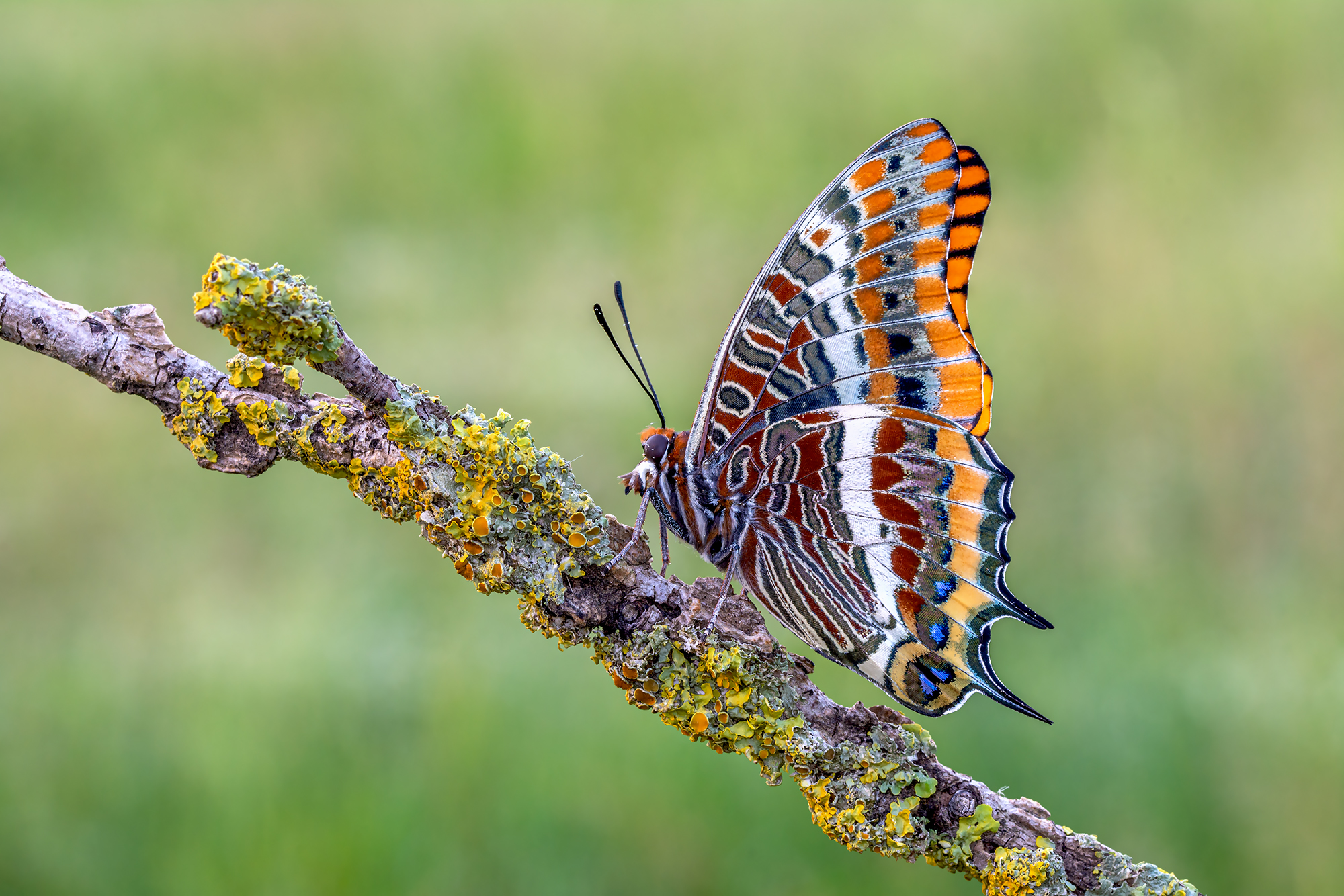 Jasus Charaxes
