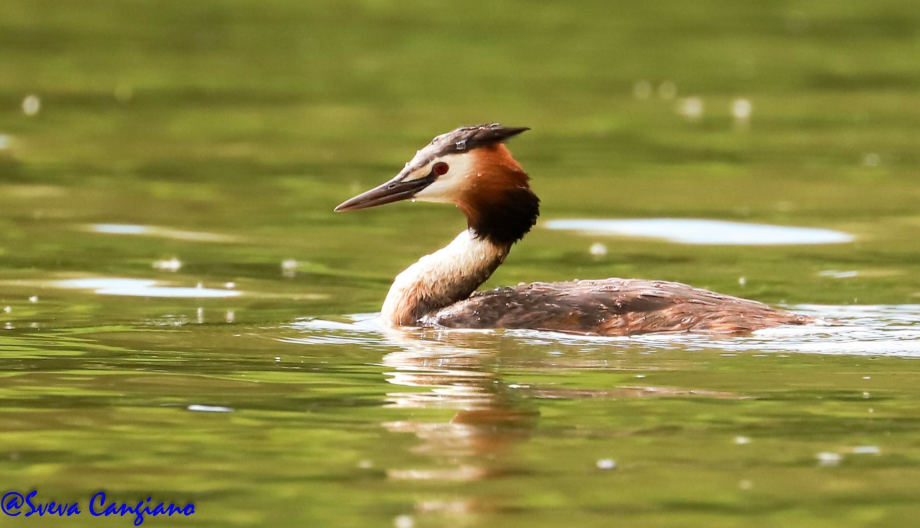 Grebe