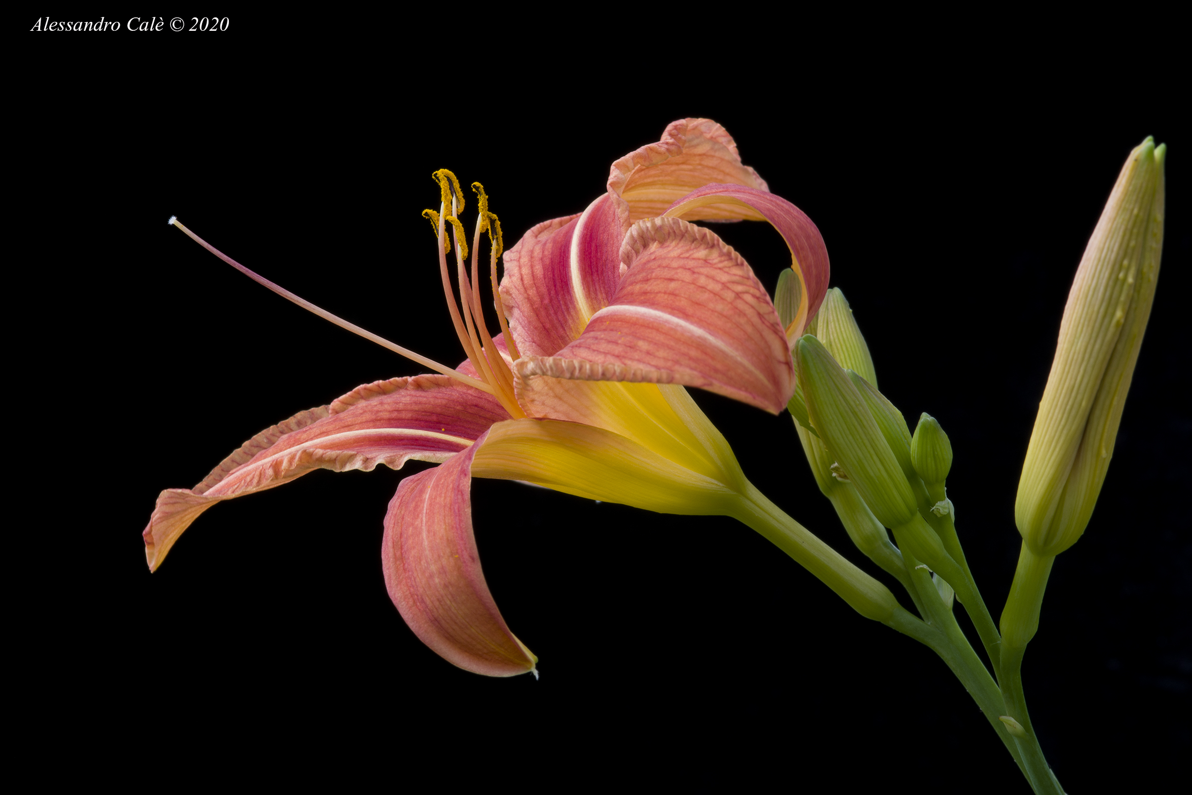 Giglio selvatico 5952