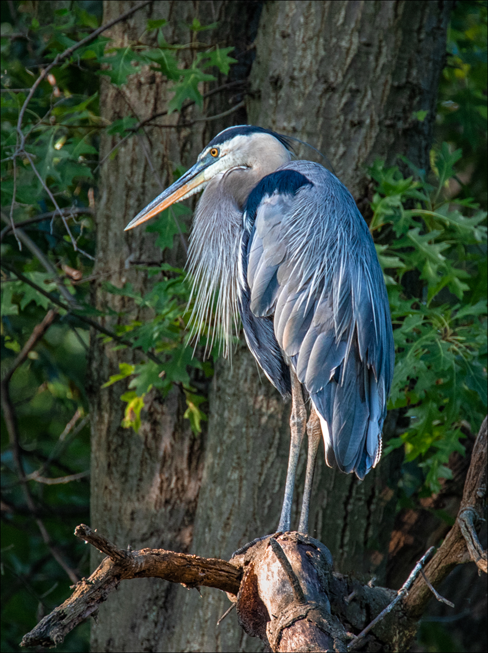 Great Blue Heron