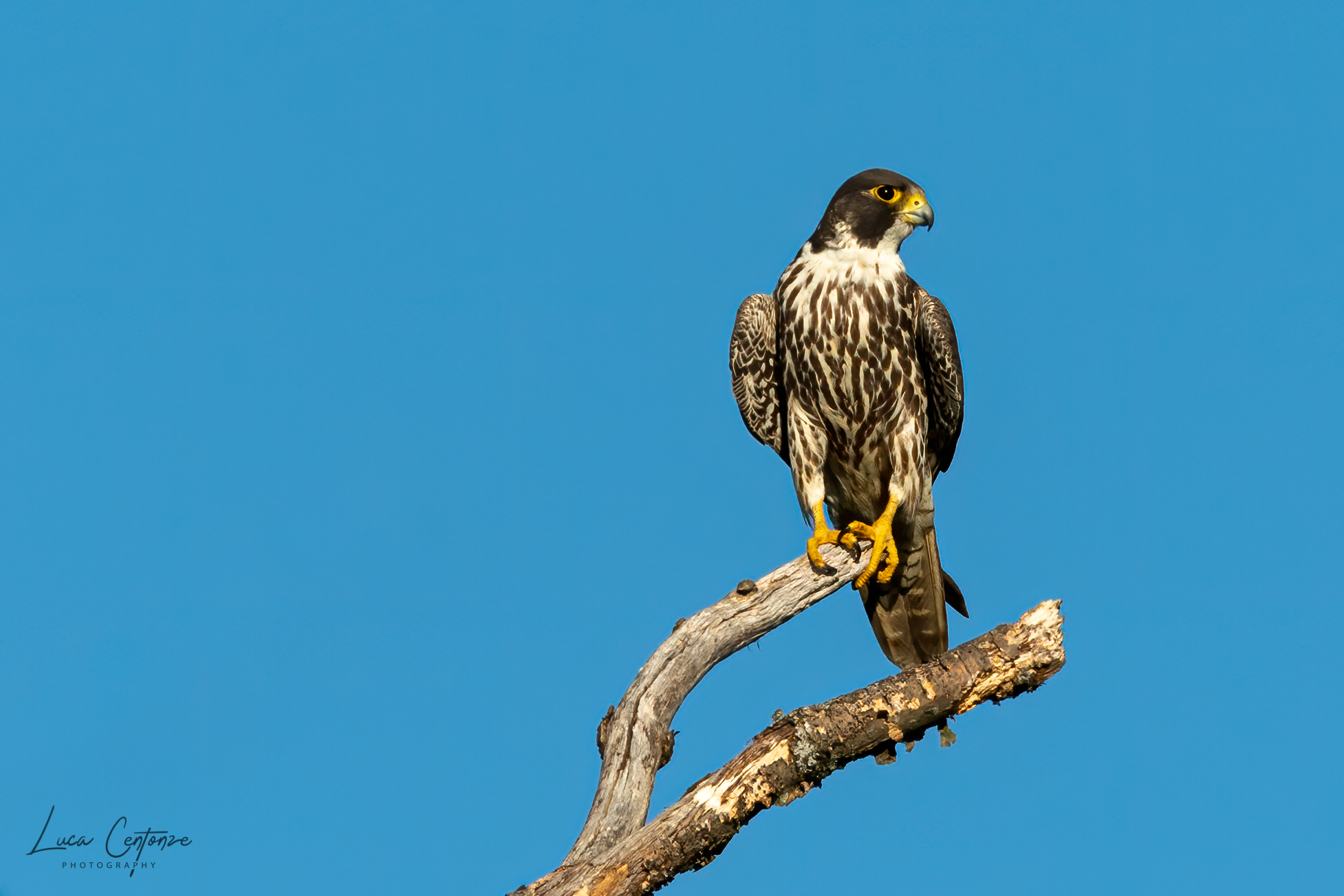 Giovane Falco Pellegrino (Falco peregrinus)