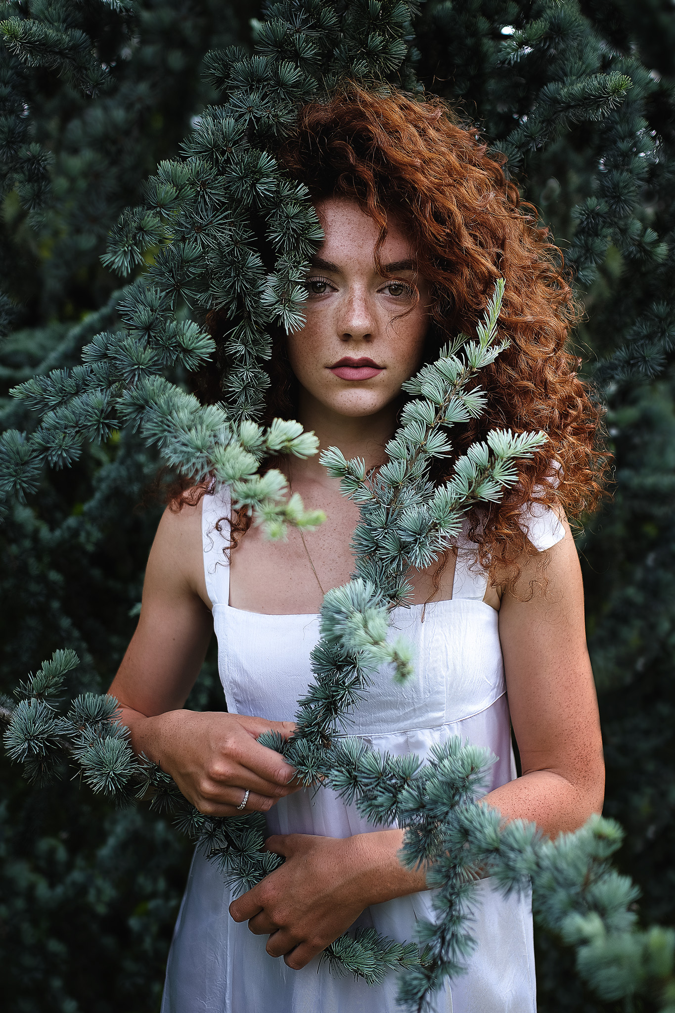 White Fir, New100147