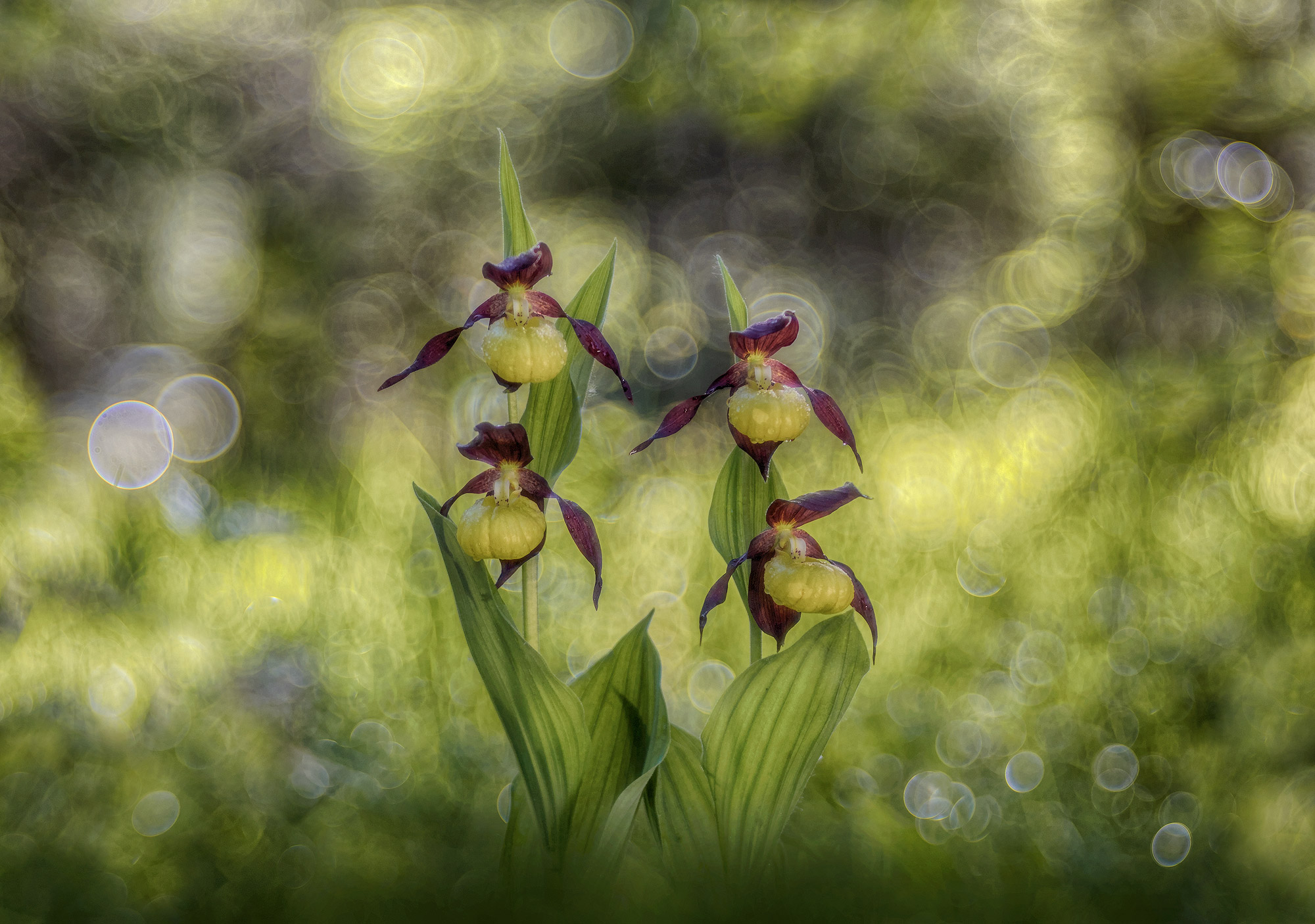 cypripedium lime