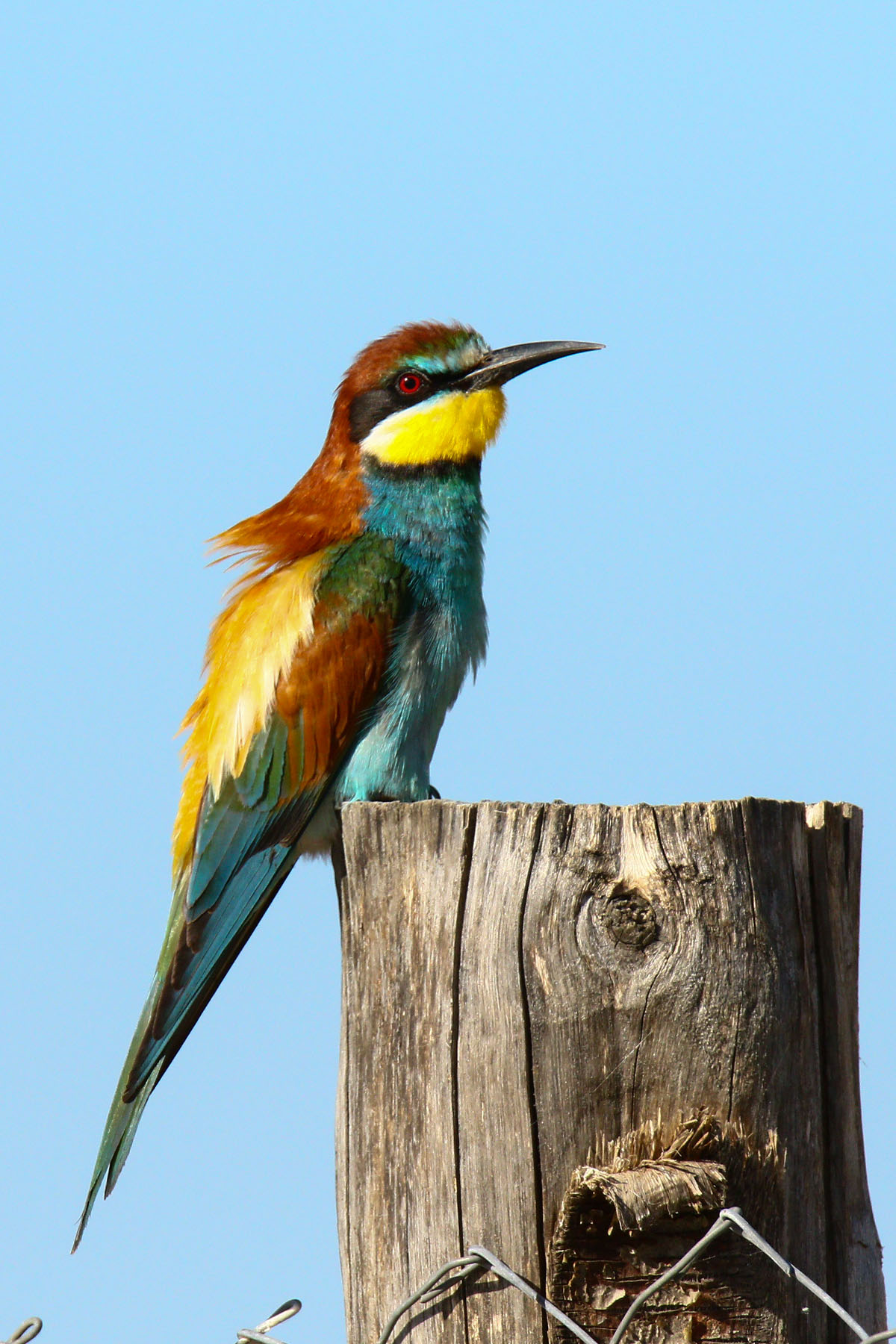 Ammazza quanto sò bello.....