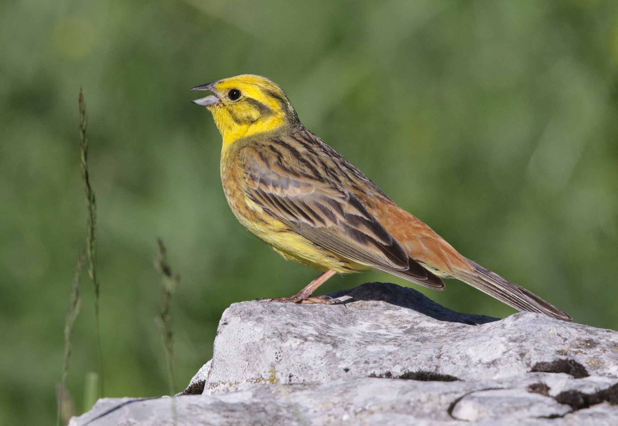 Zigolo giallo su posatoio naturale