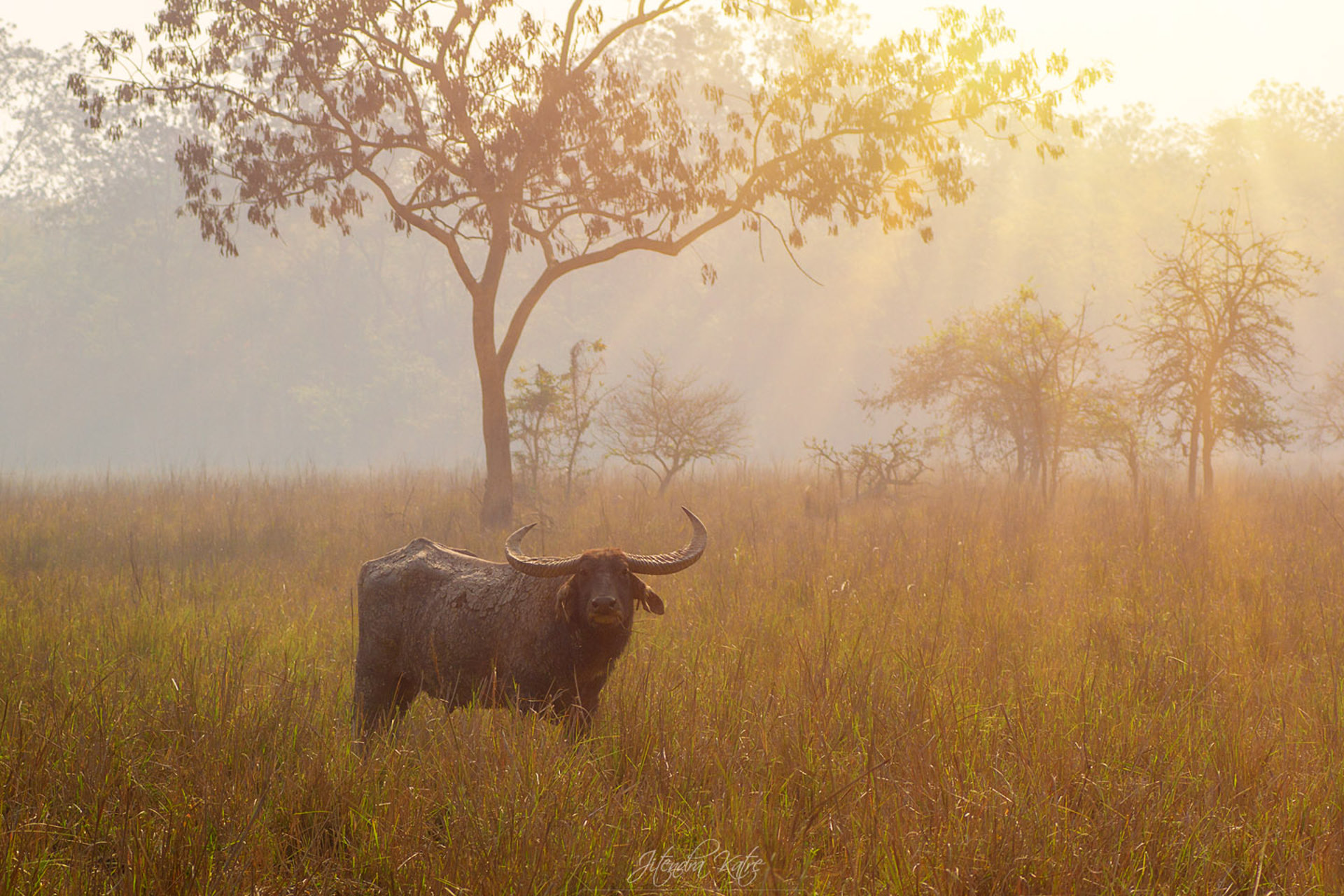 Bufalo selvatico al sole del mattino