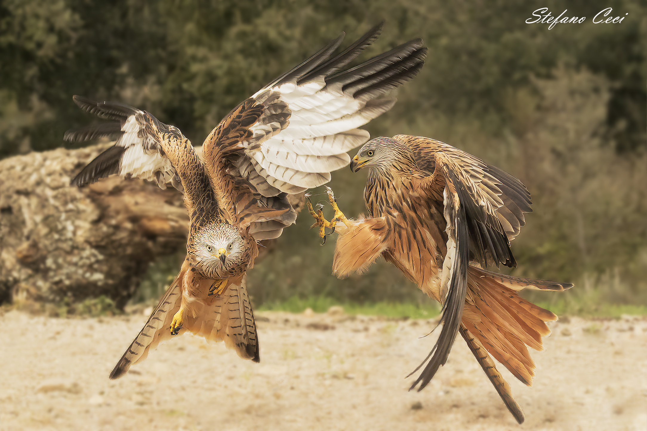 L'attacco (Nibbio Reale)