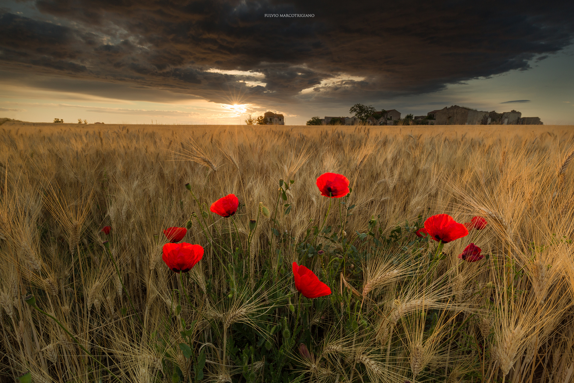 Sangue tra le spighe