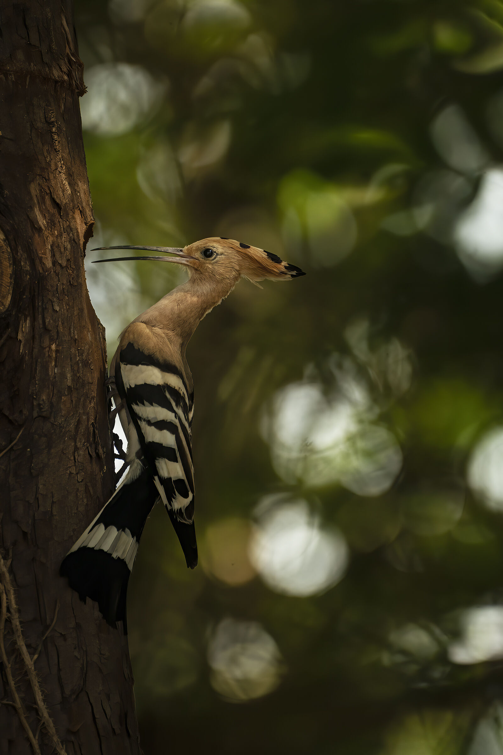 upupa in search of the nest
