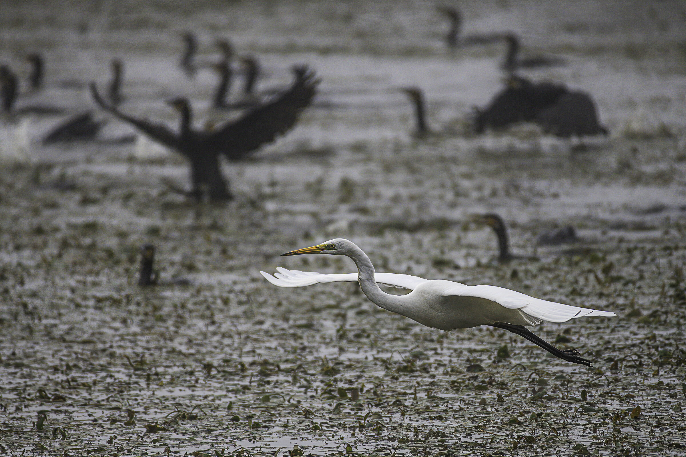 Una giornata uggiosa...