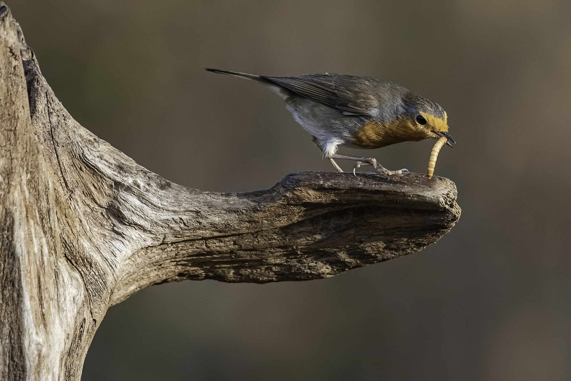 Petty e il vermicello