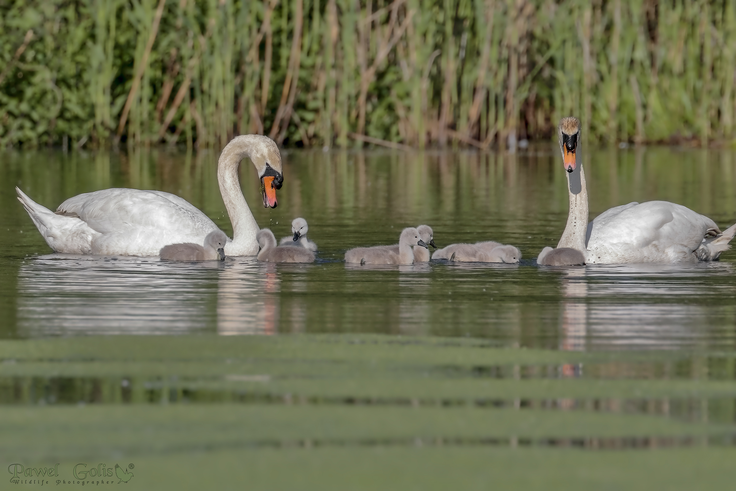 Cigni muti (Cygnus olor)