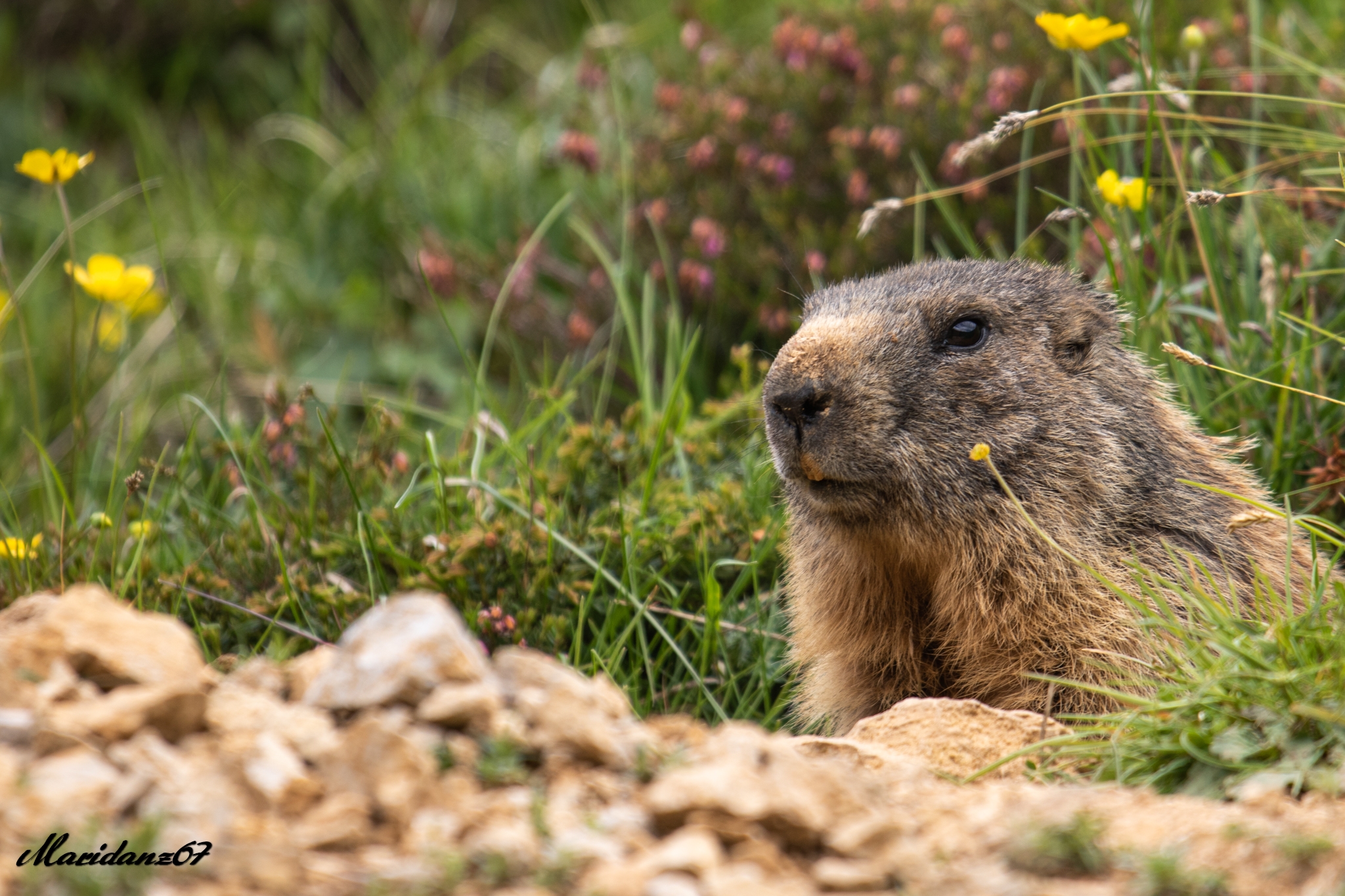 Marmotta nei pressi di Castel Gaibana - San Giorgio VR