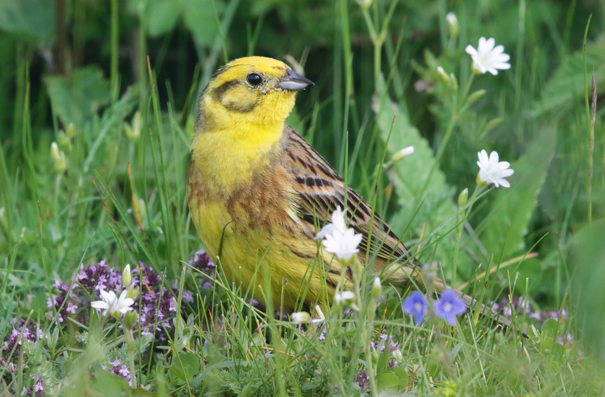 tra i fiori, zigolo giallo