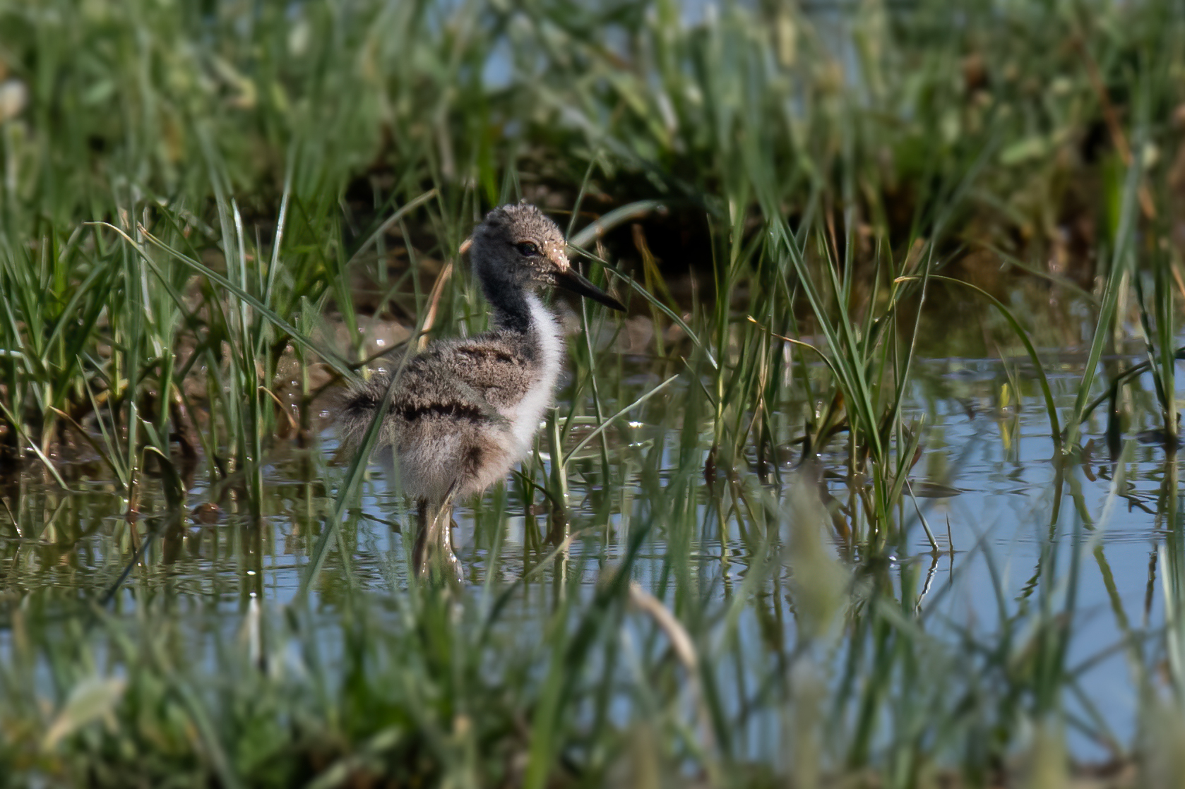 Pullo di Cavaliere d'italia