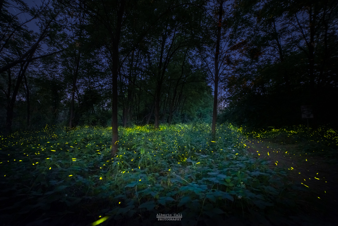 La Magia delle Lucciole