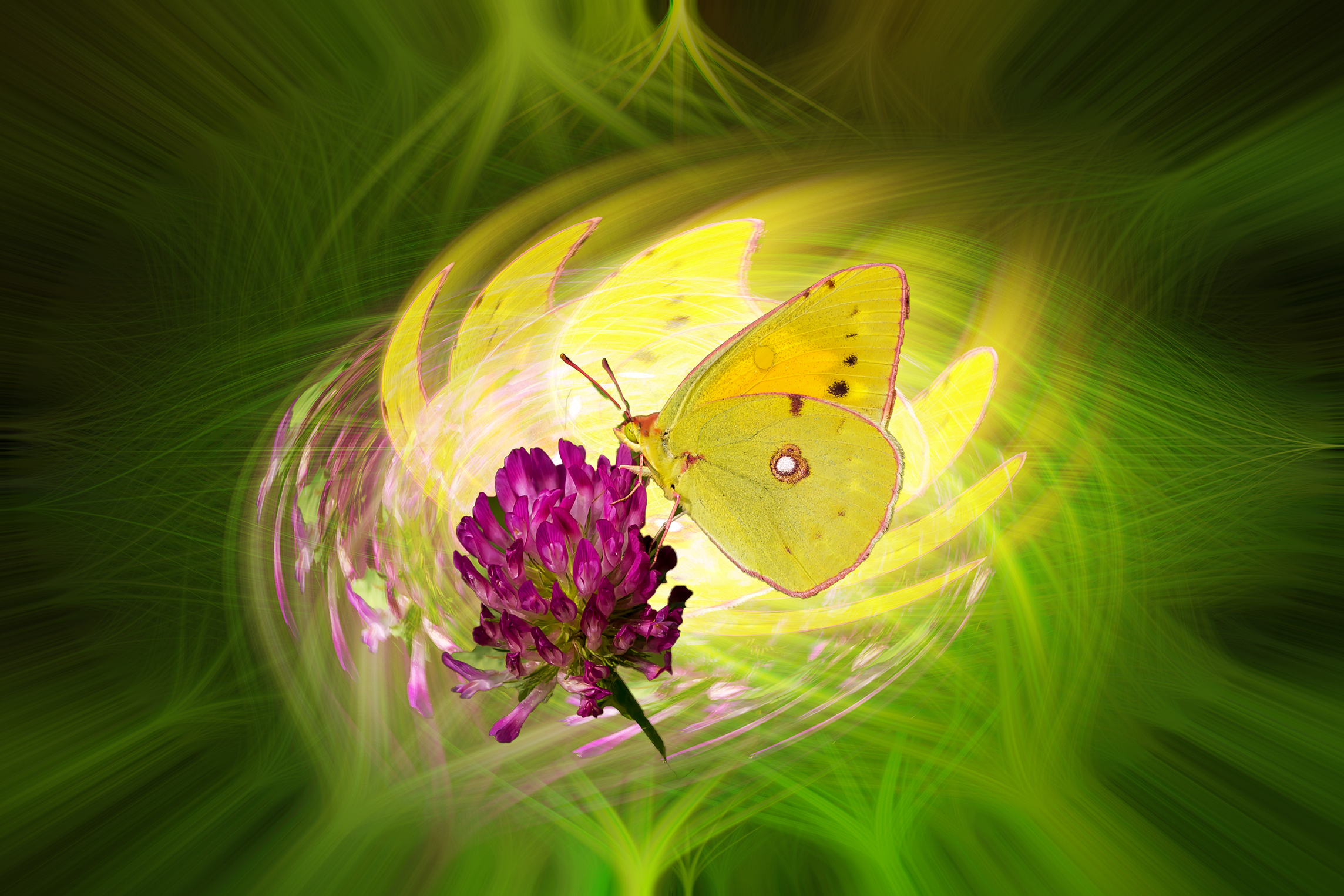 a flapping of wings and a breath of wind