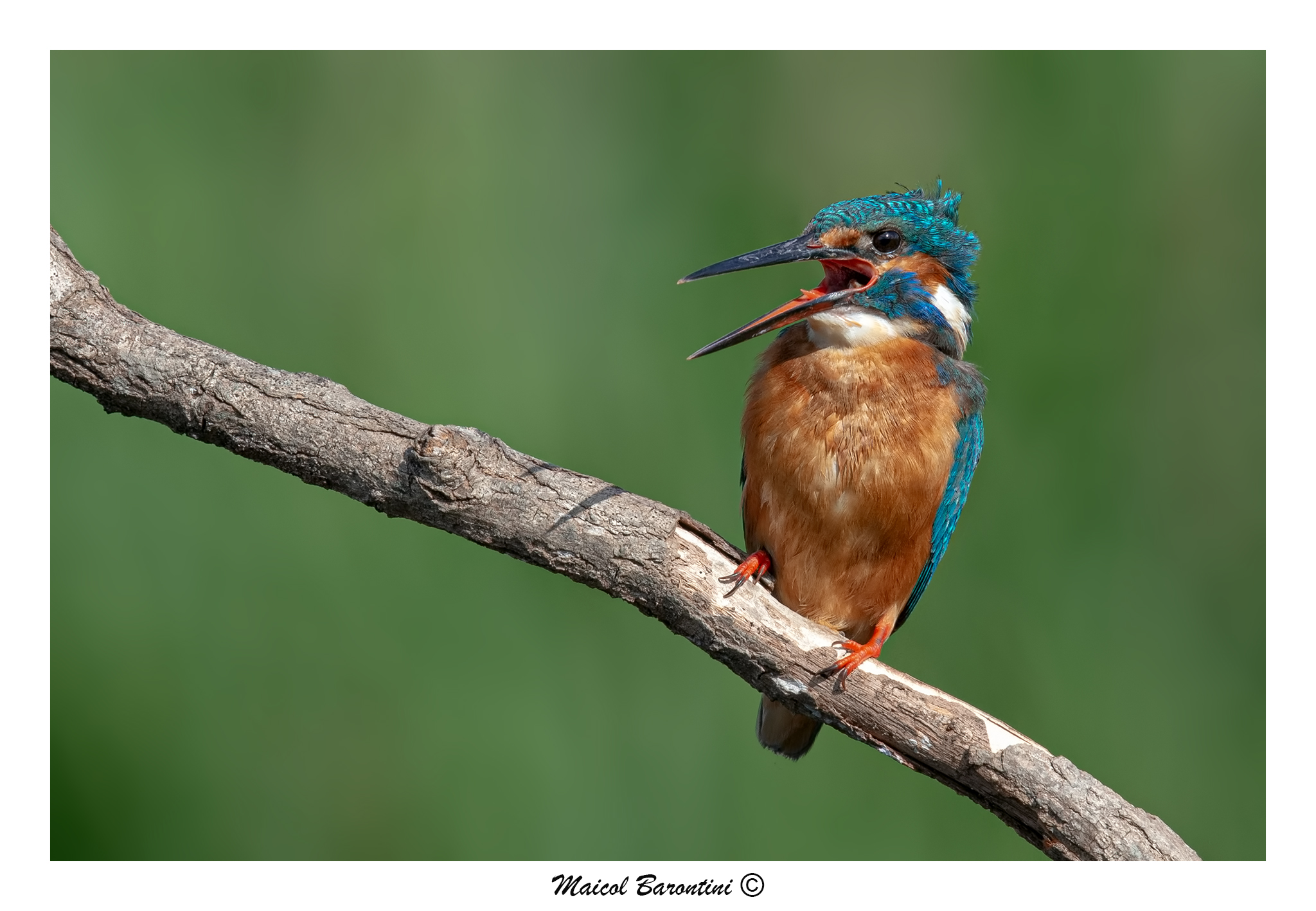 Kingfisher