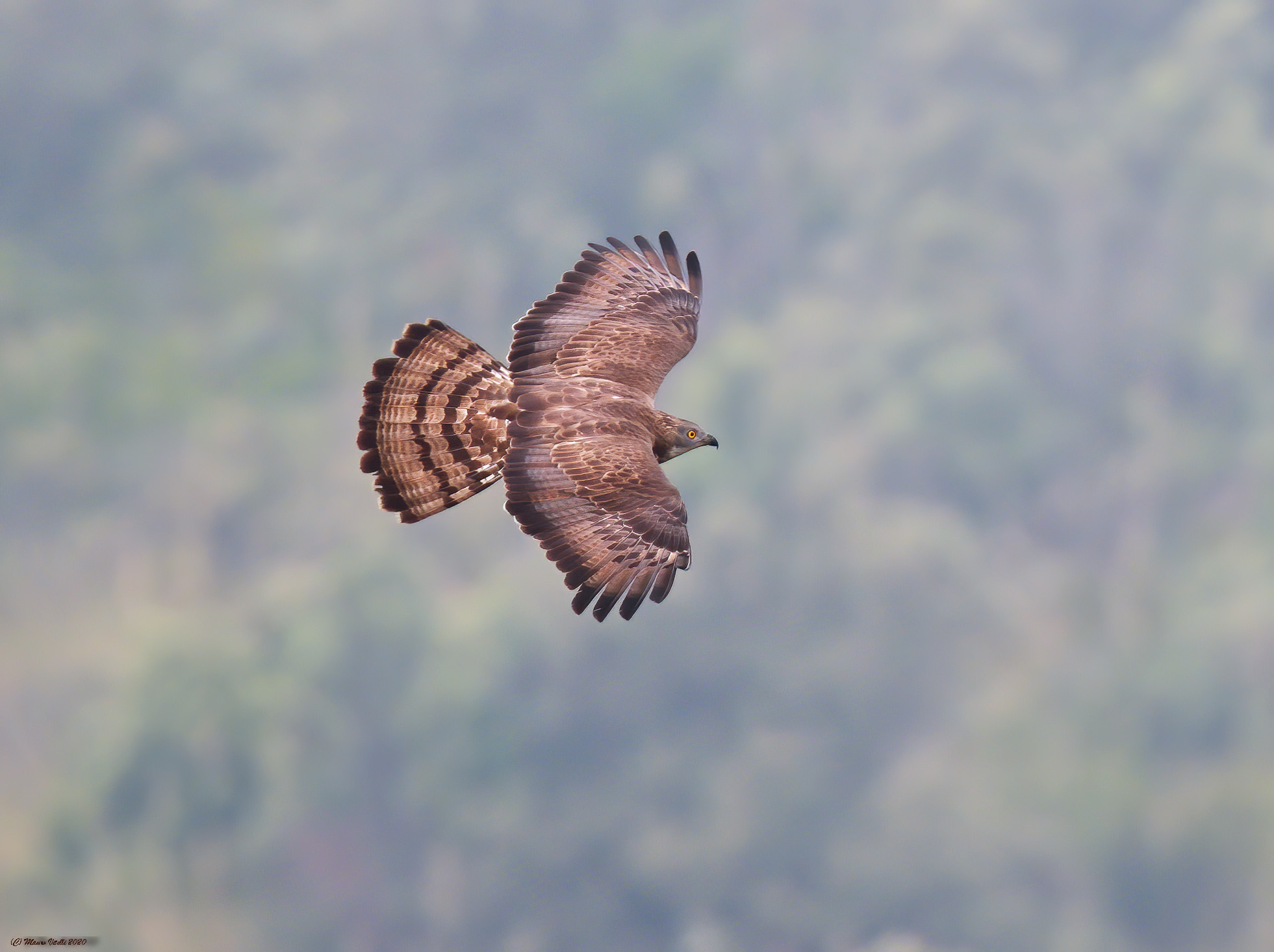 Falco Pecchiaiolo (Pernis apivorus)