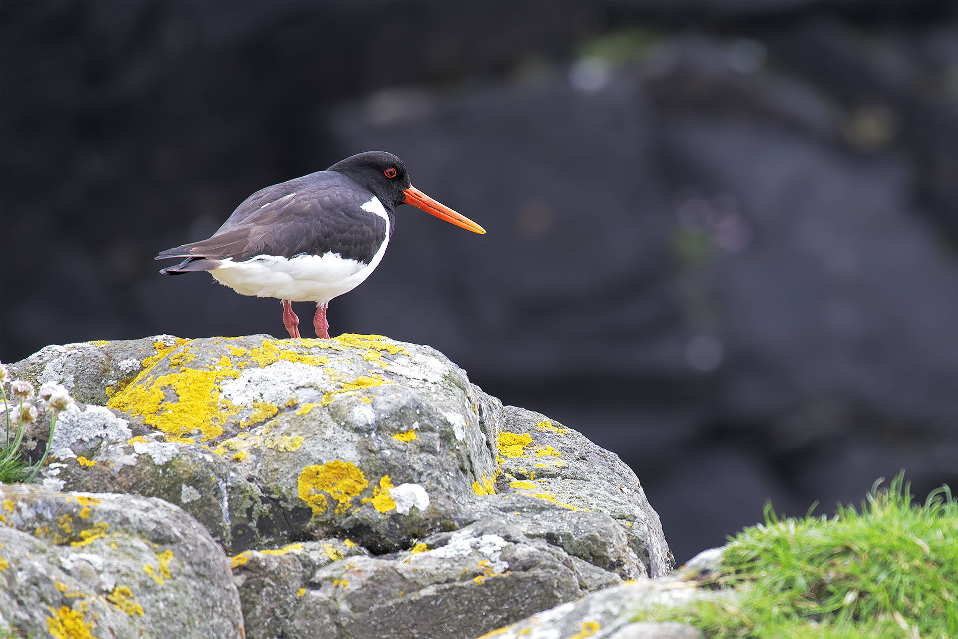 Oystercatcher Faroe Islands