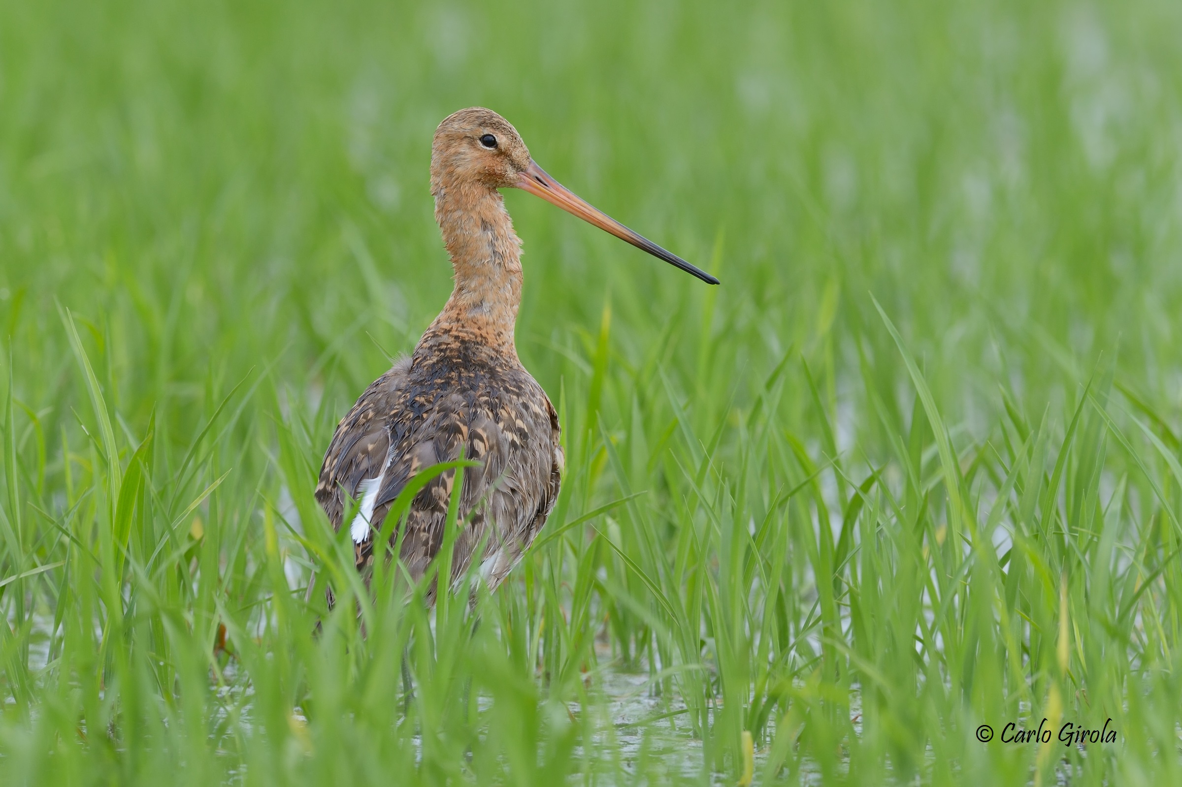 Pittima reale (Limosa limosa)
