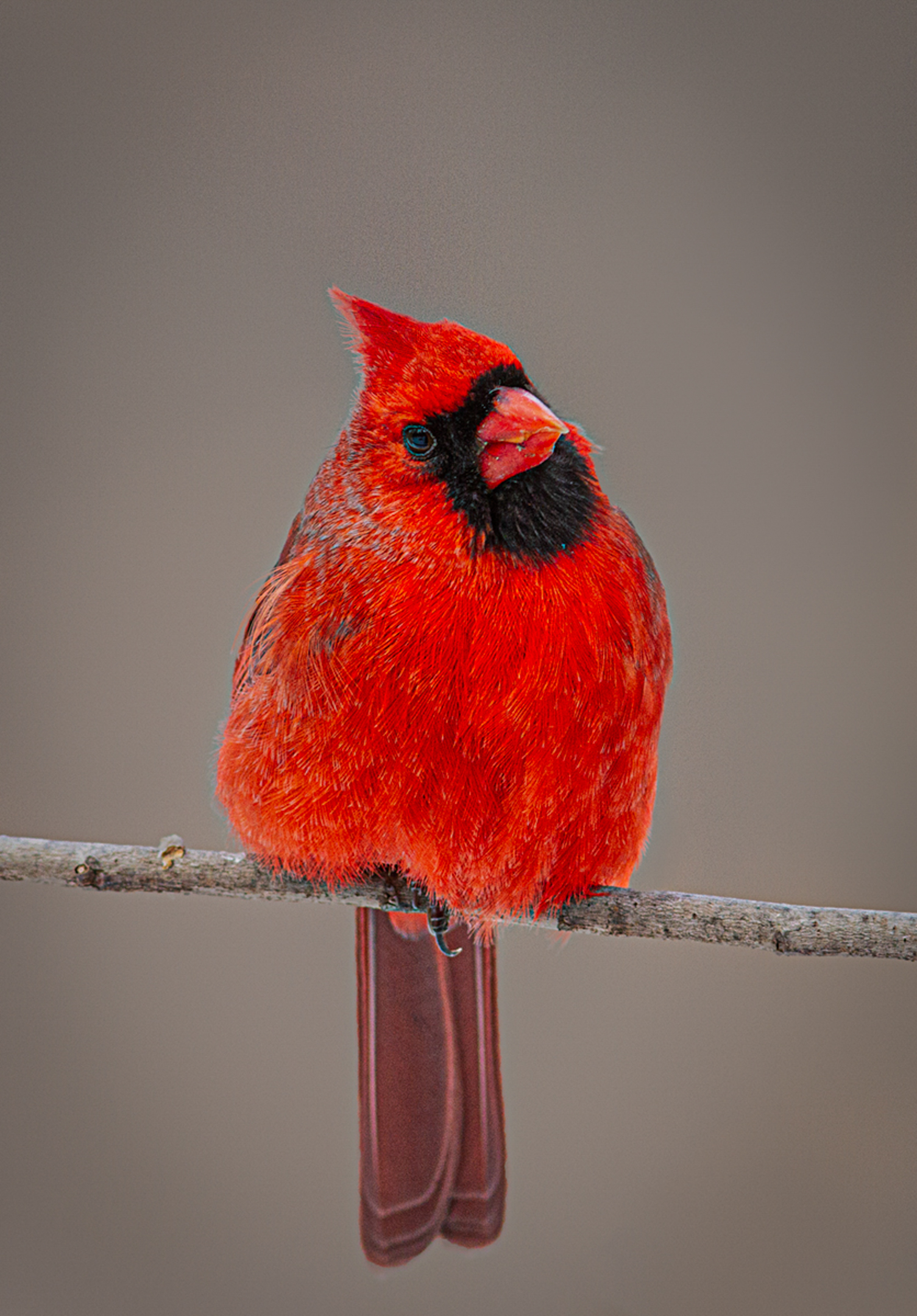 Male Northern Cardinal