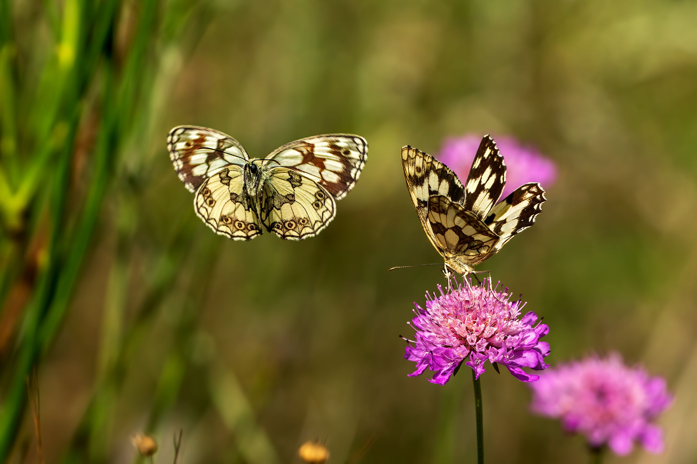 Questo fiore è mio! - Melanargia galathea