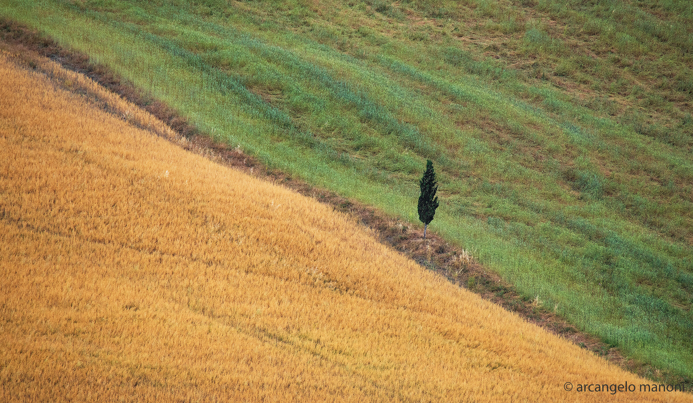 My Tuscan ''the cypress''