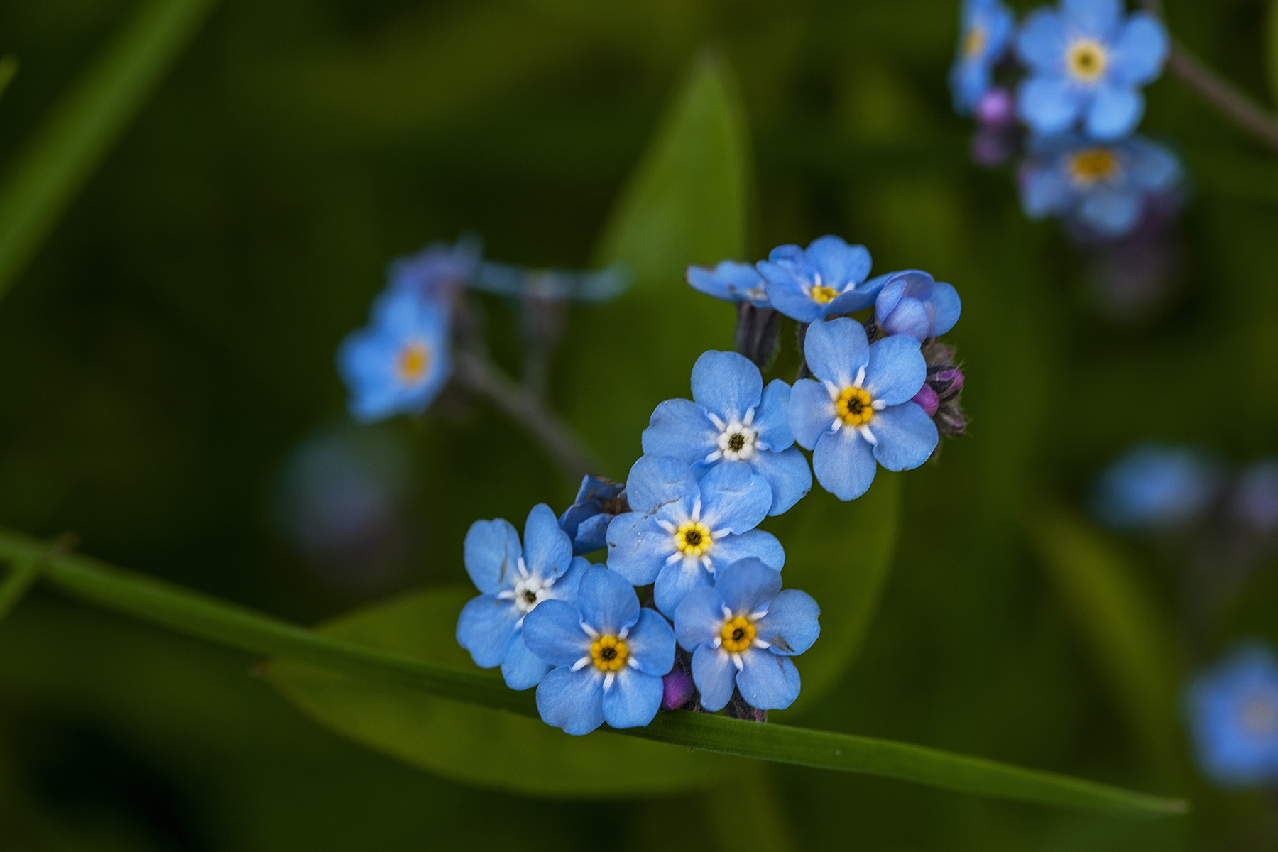 non ti scordar di me