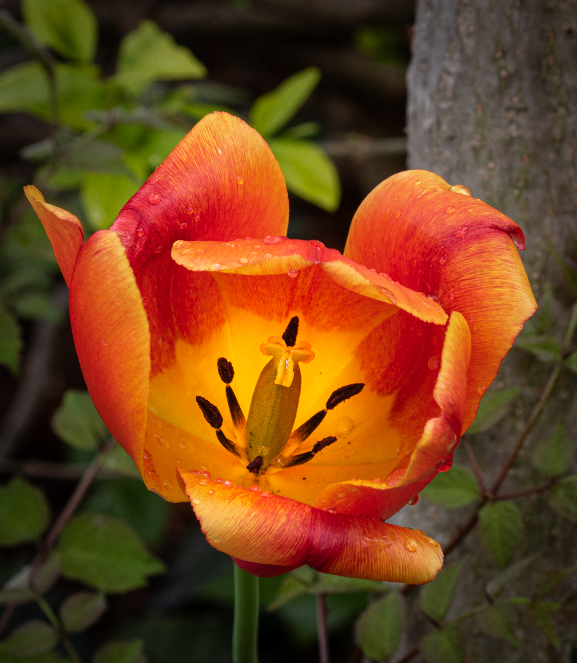 Blooming Tulip