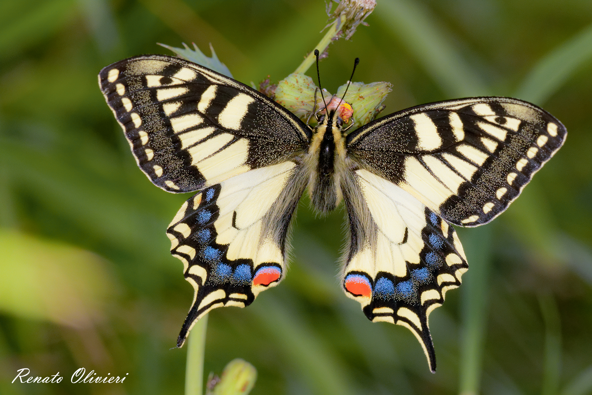Macaone(Papilio machaon)