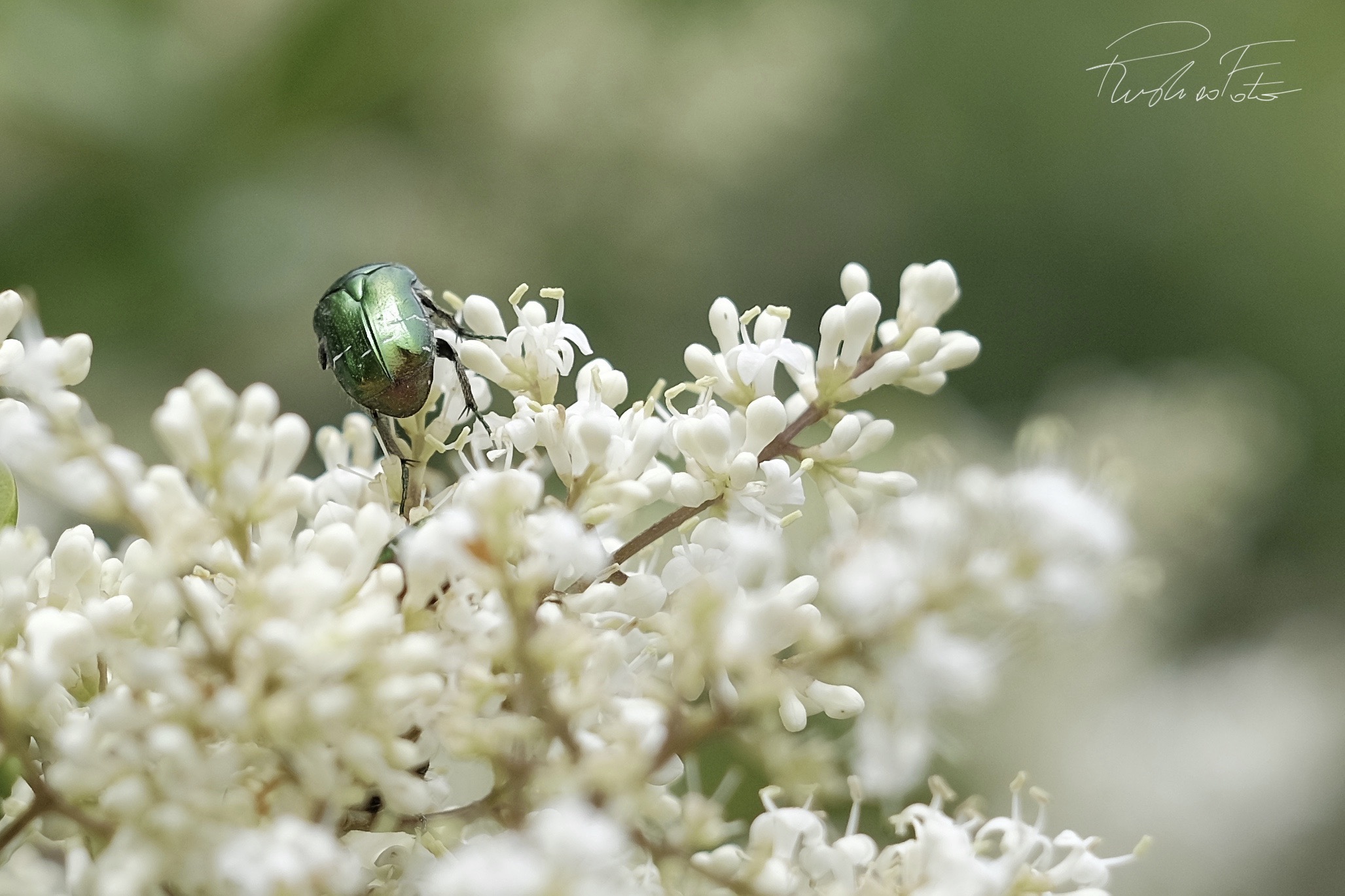 Green Beetle