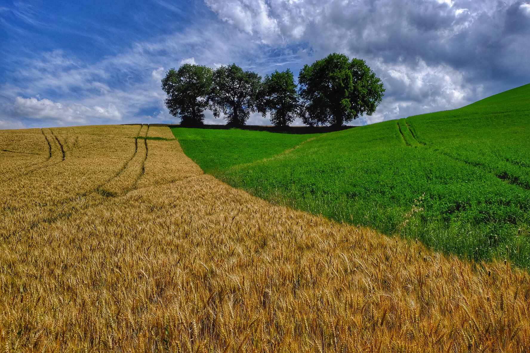 June Landscape, New1001