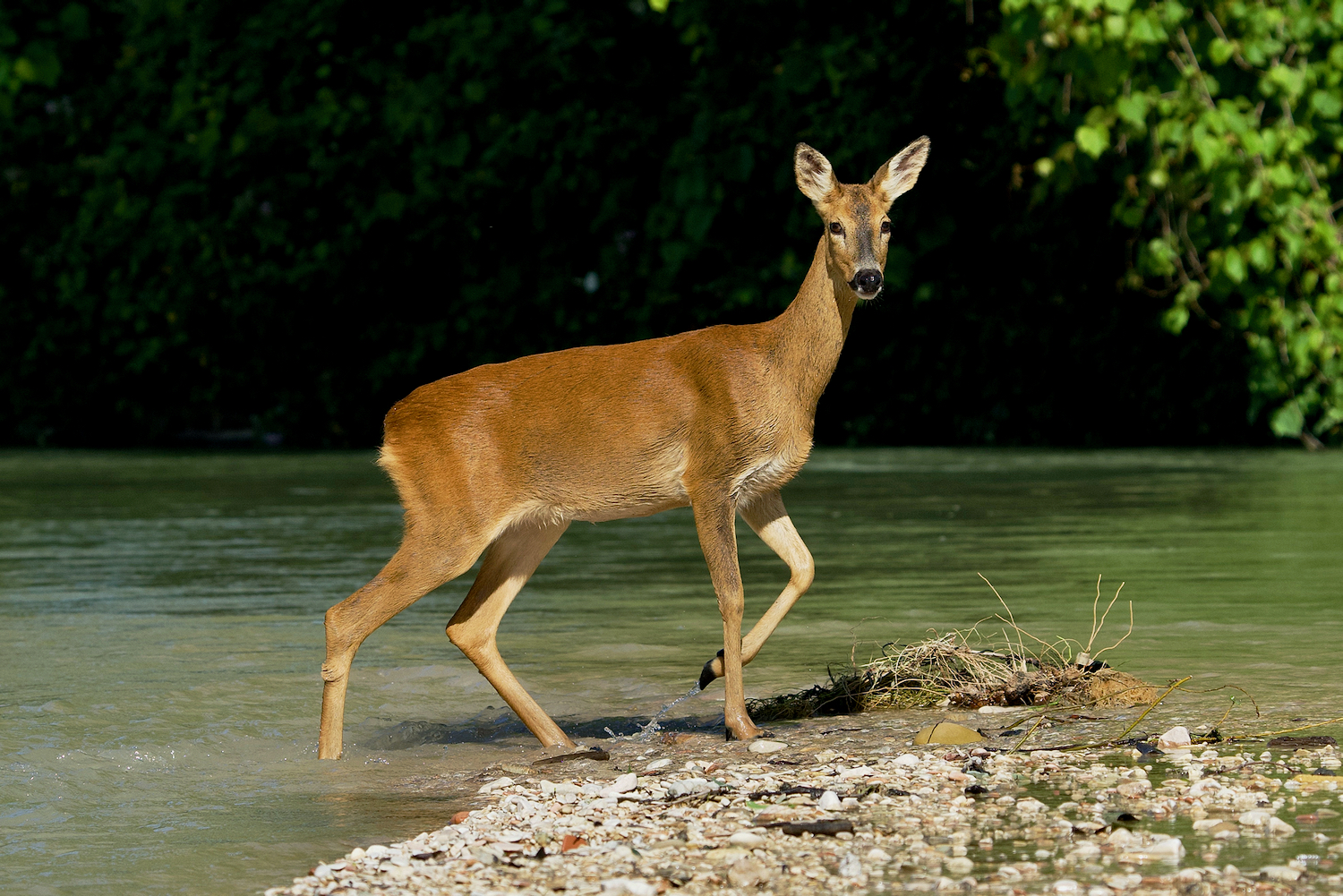 "Along the River" Capriolo