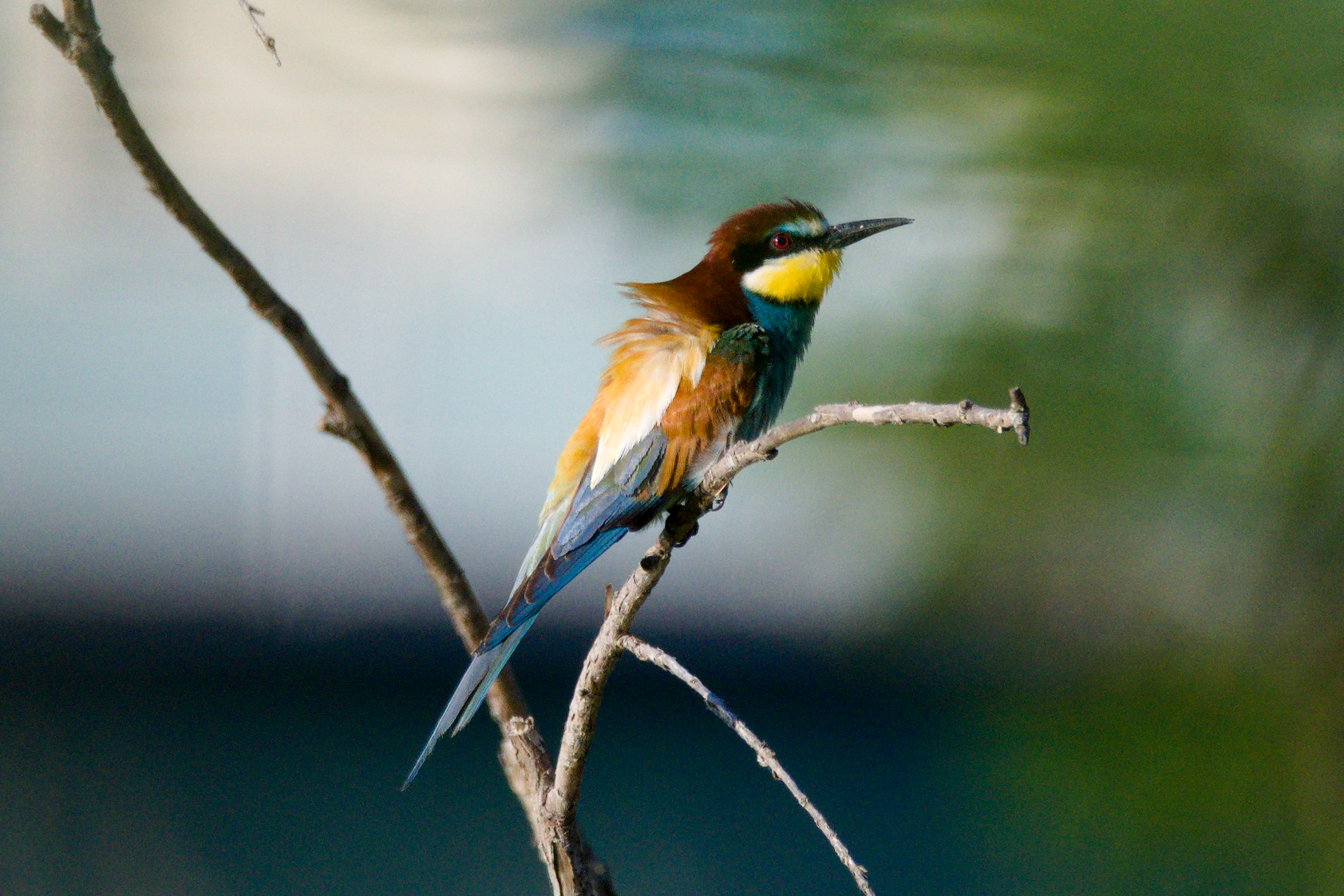 Bee-eater