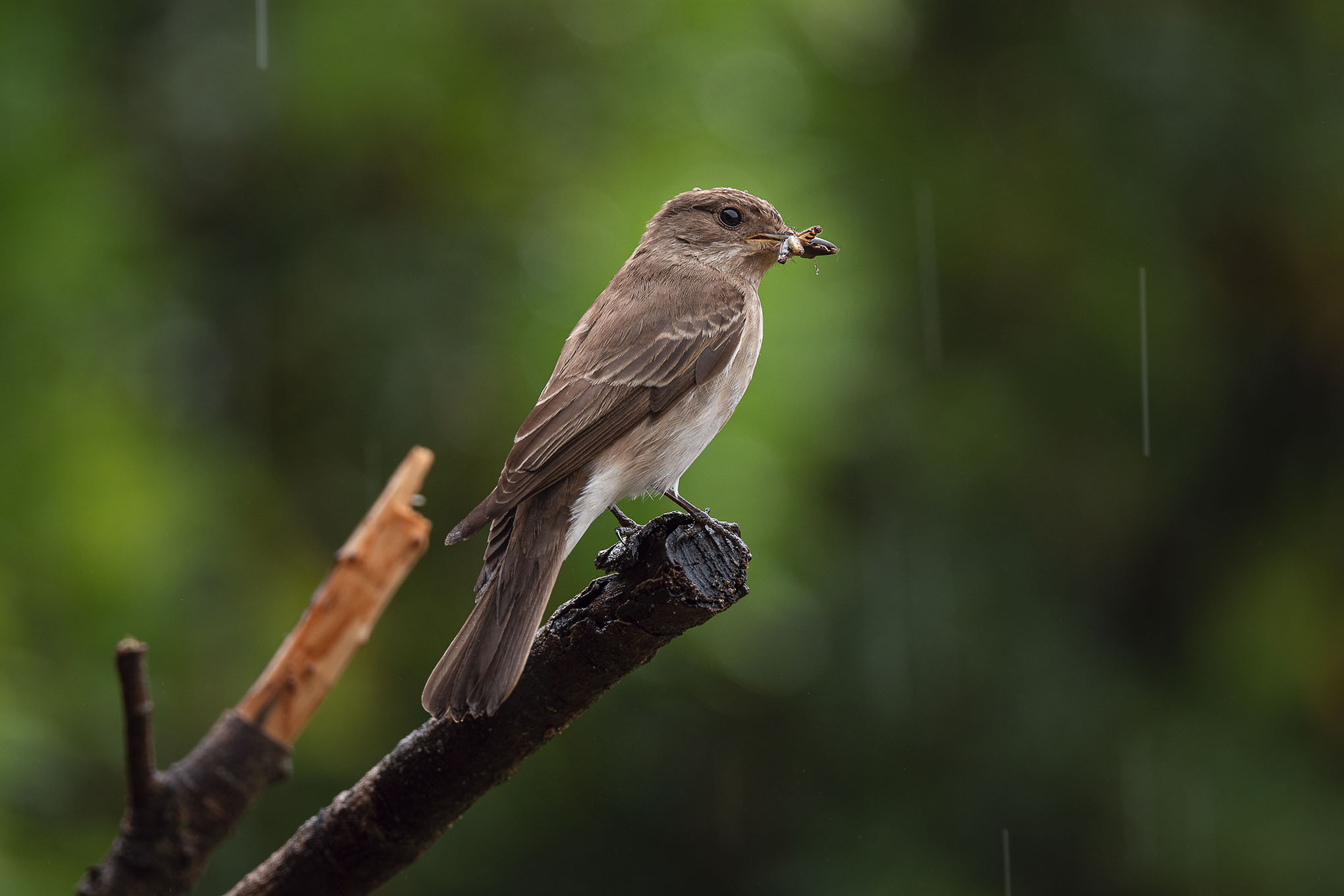 The rain comes down but that makes ???