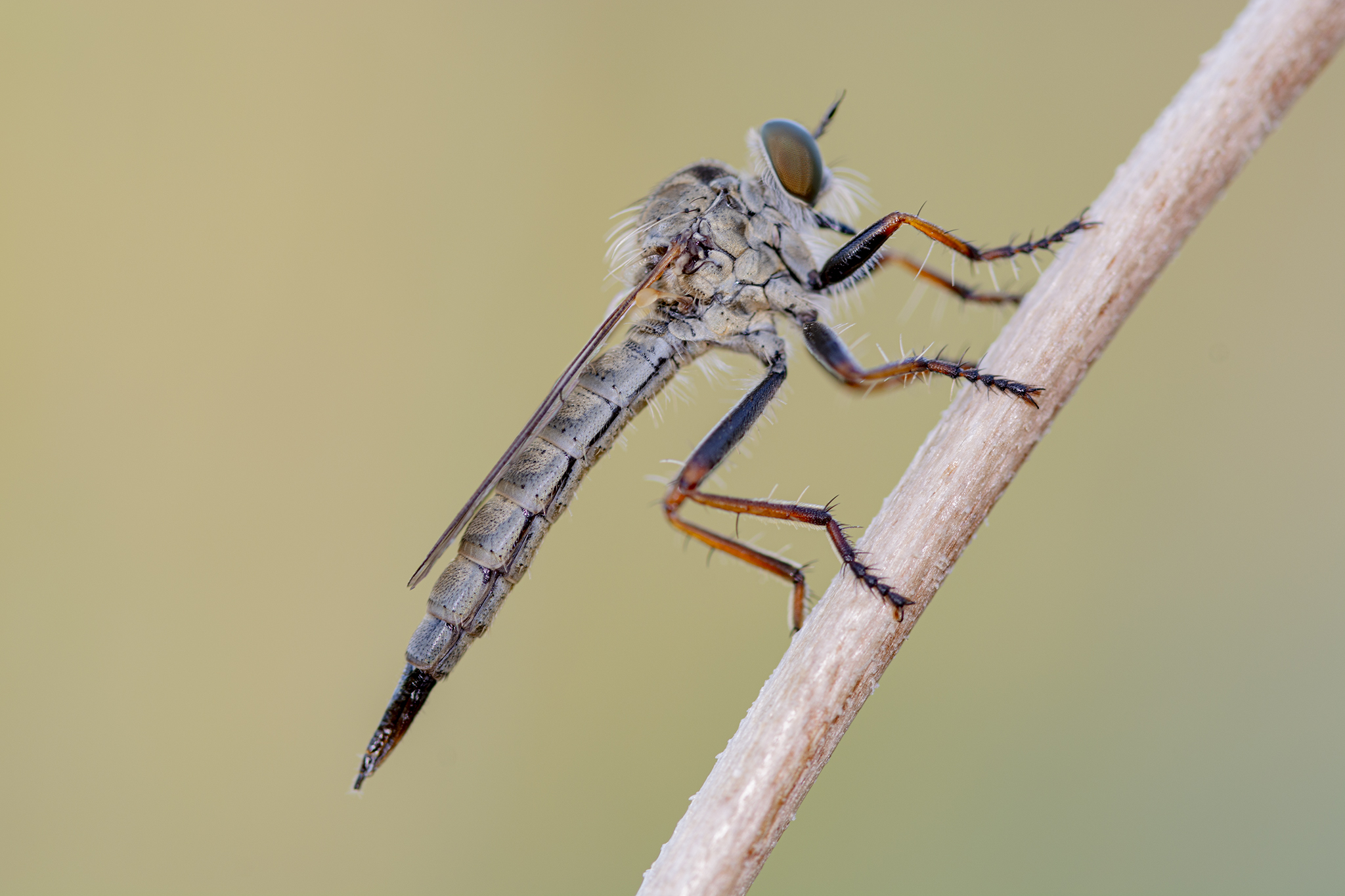 Asilidae Latreille