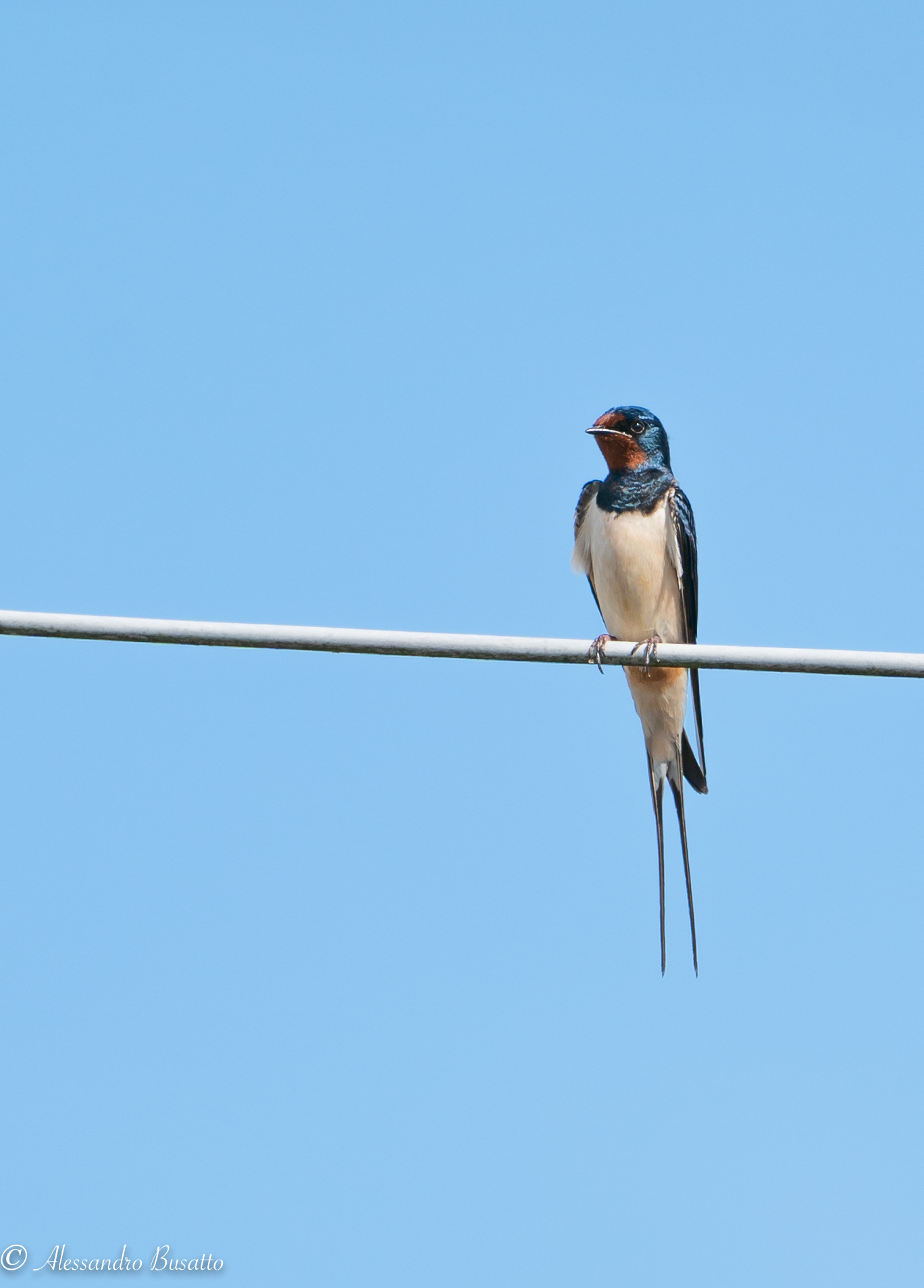 Una semplice rondine