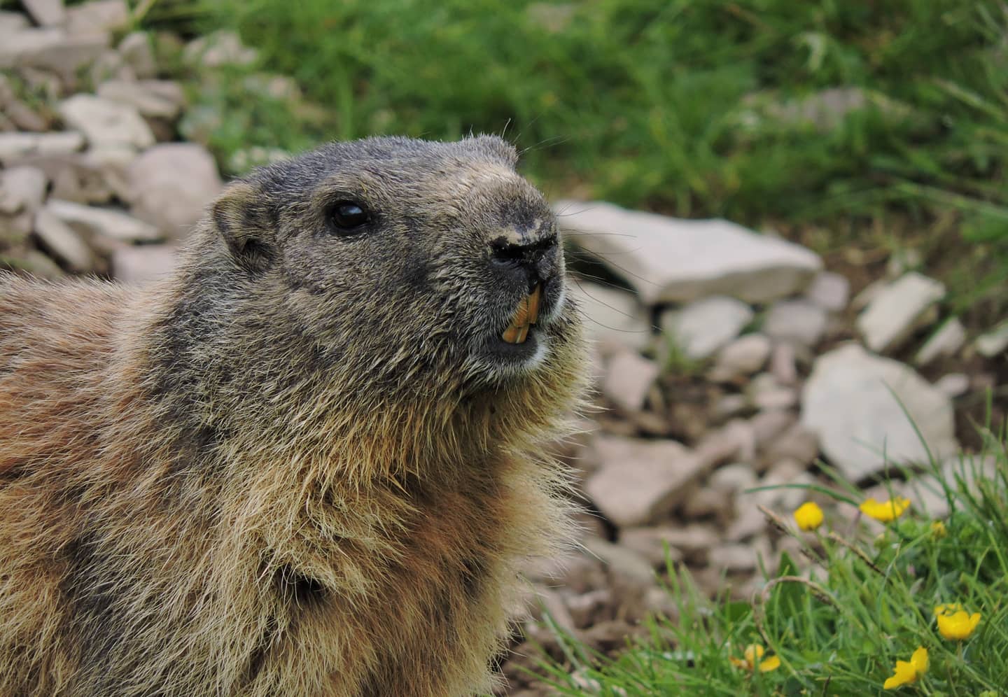 Marmot