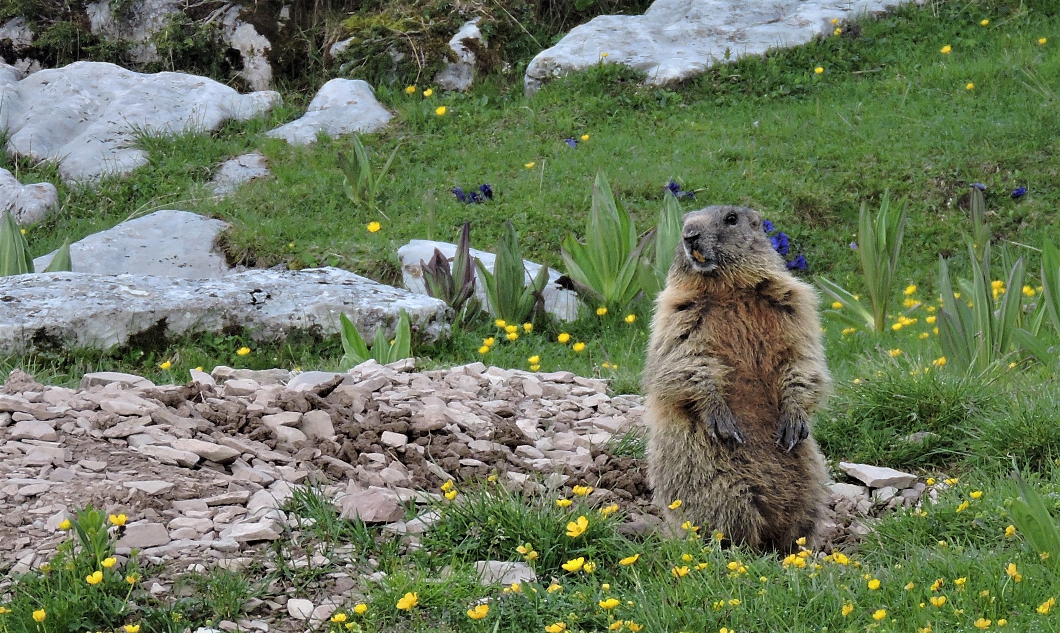Marmot