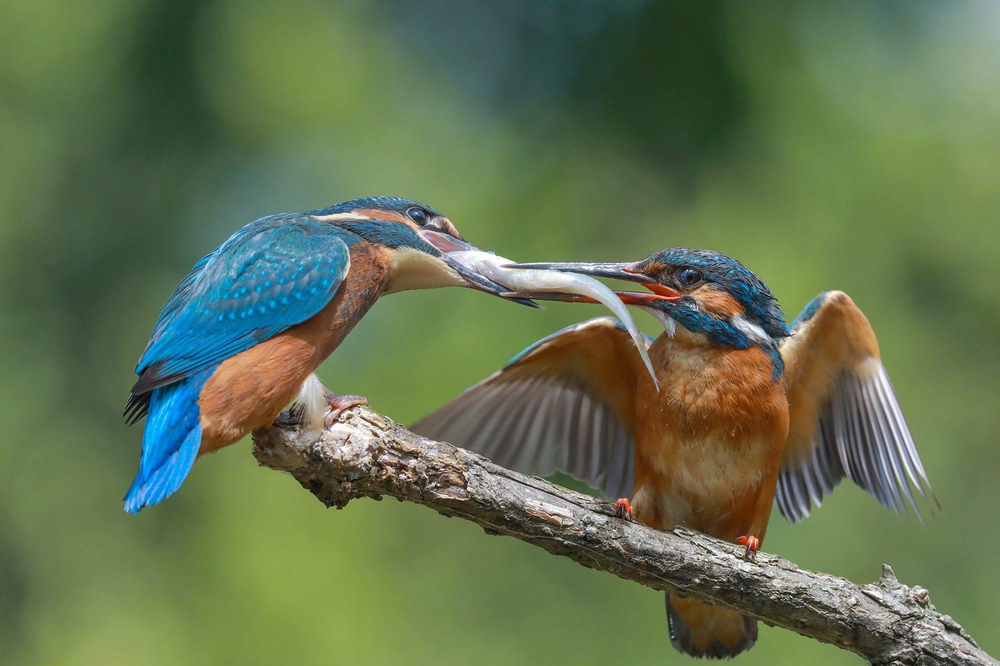 fish exchange, kingfisher