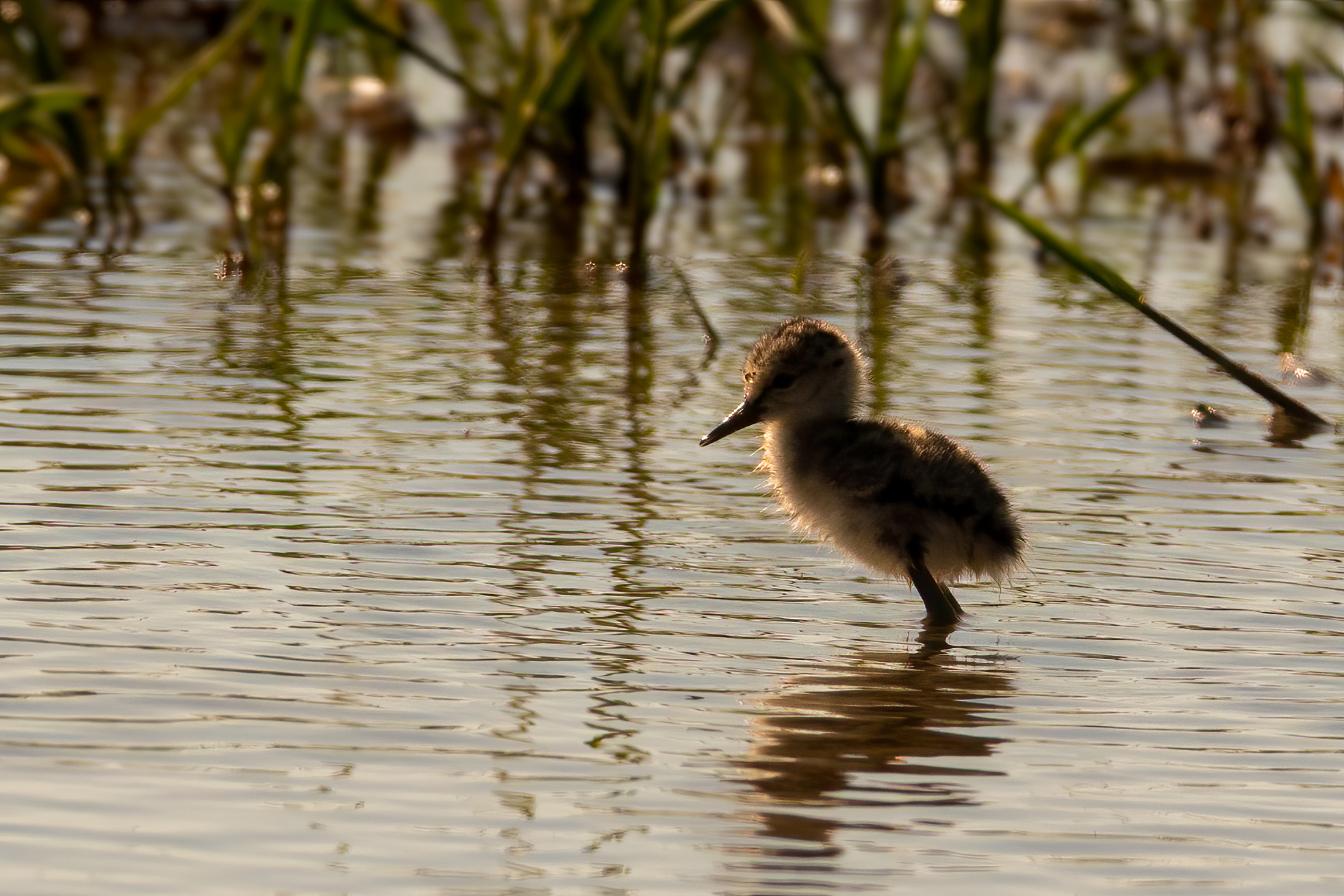 pullo di cavaliere controluce