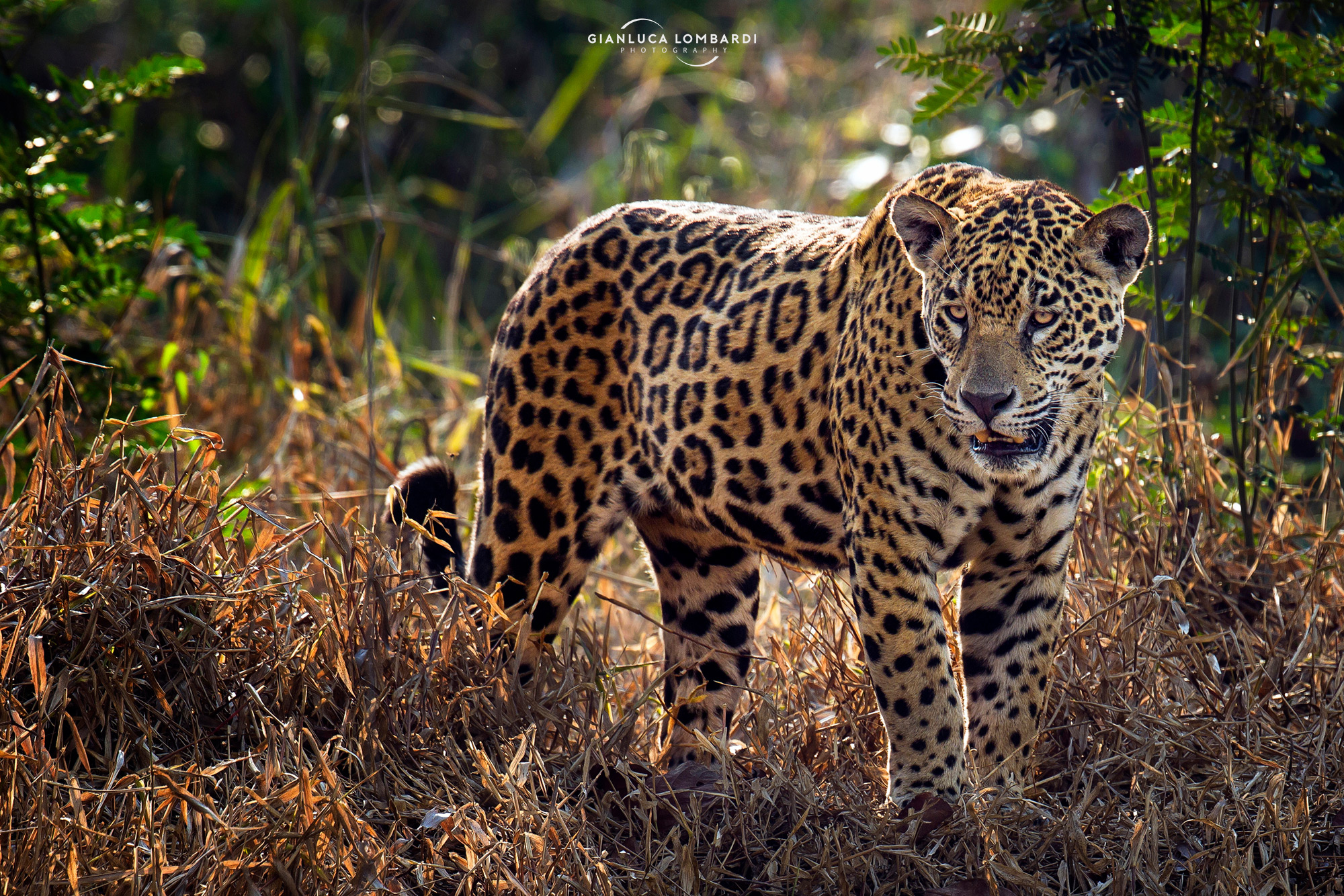 Pantanal's Ona-pintada (Panthera onca)