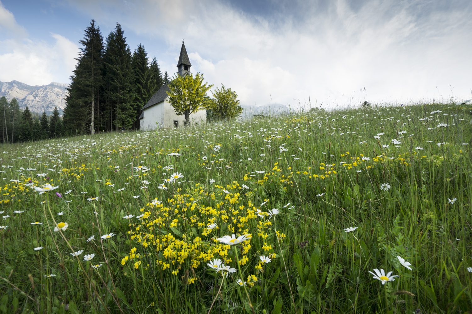 Fioriture a San Giovanni