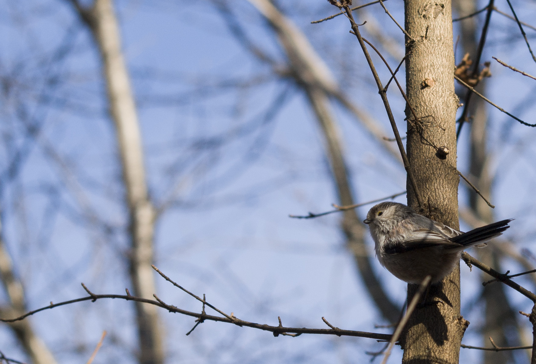 Do you know what bird is it?