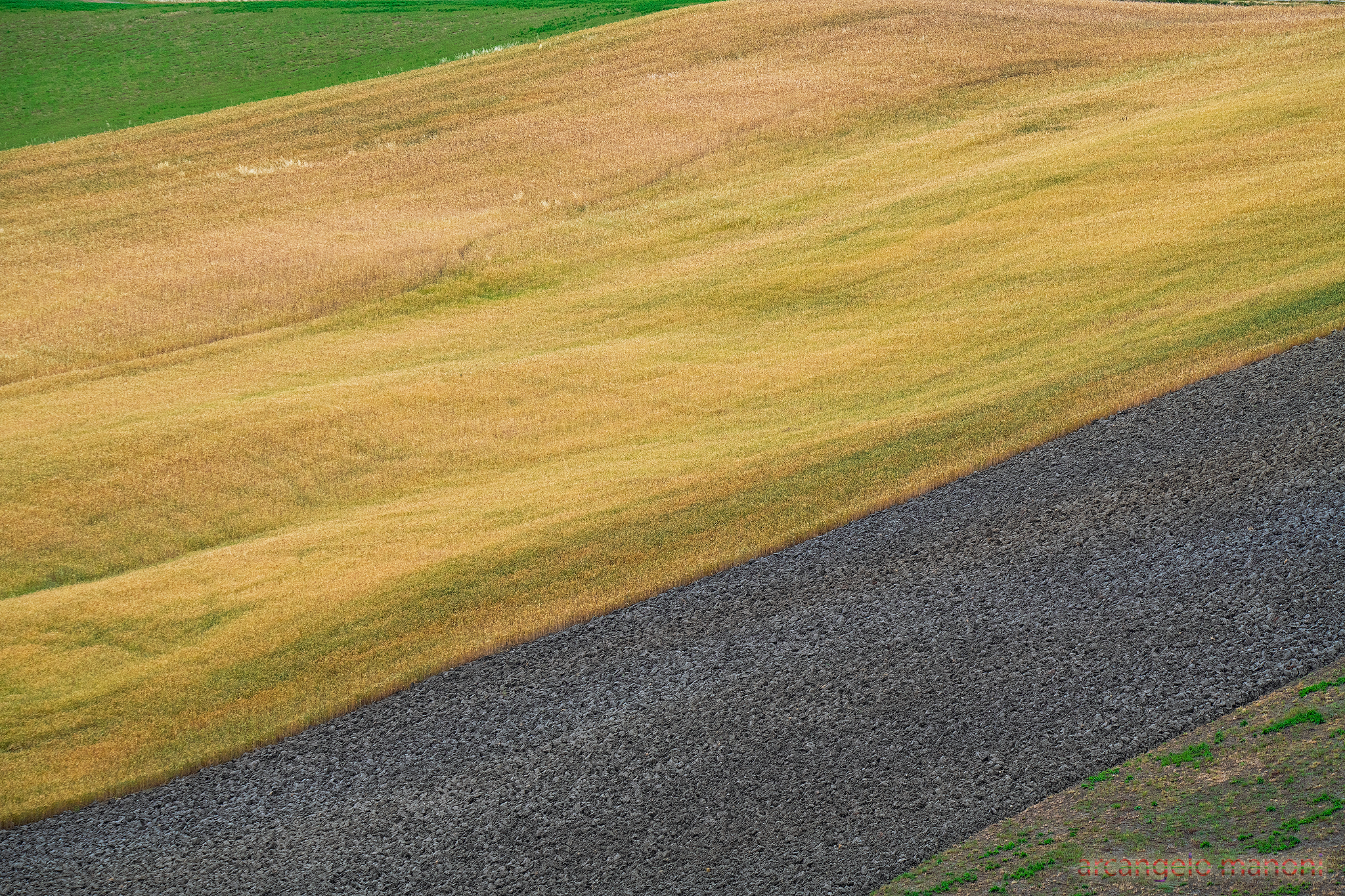 My Tuscan, when the earth wants to be a carpet