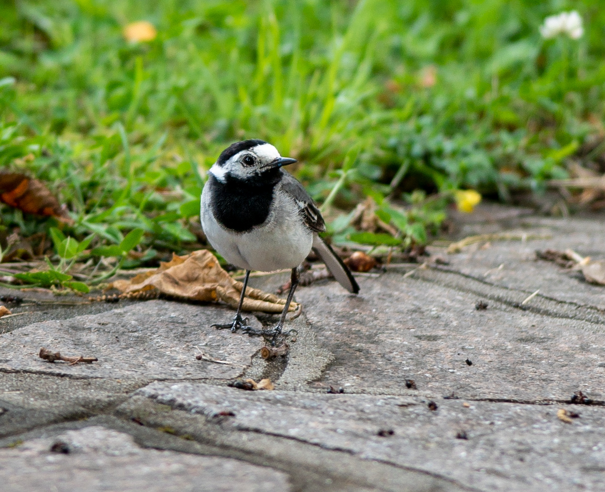 Motacilla Dawn, the White Dancer
