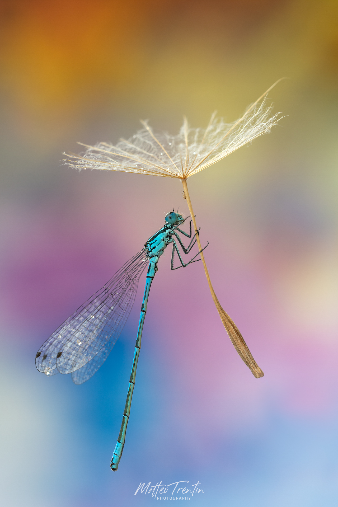 DA BRIDESMAIE POPPINS